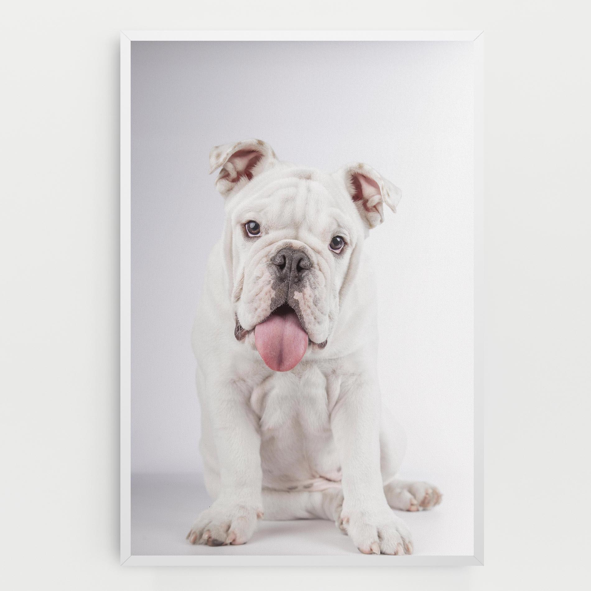 Tablou Canvas English Bulldog mockup 0