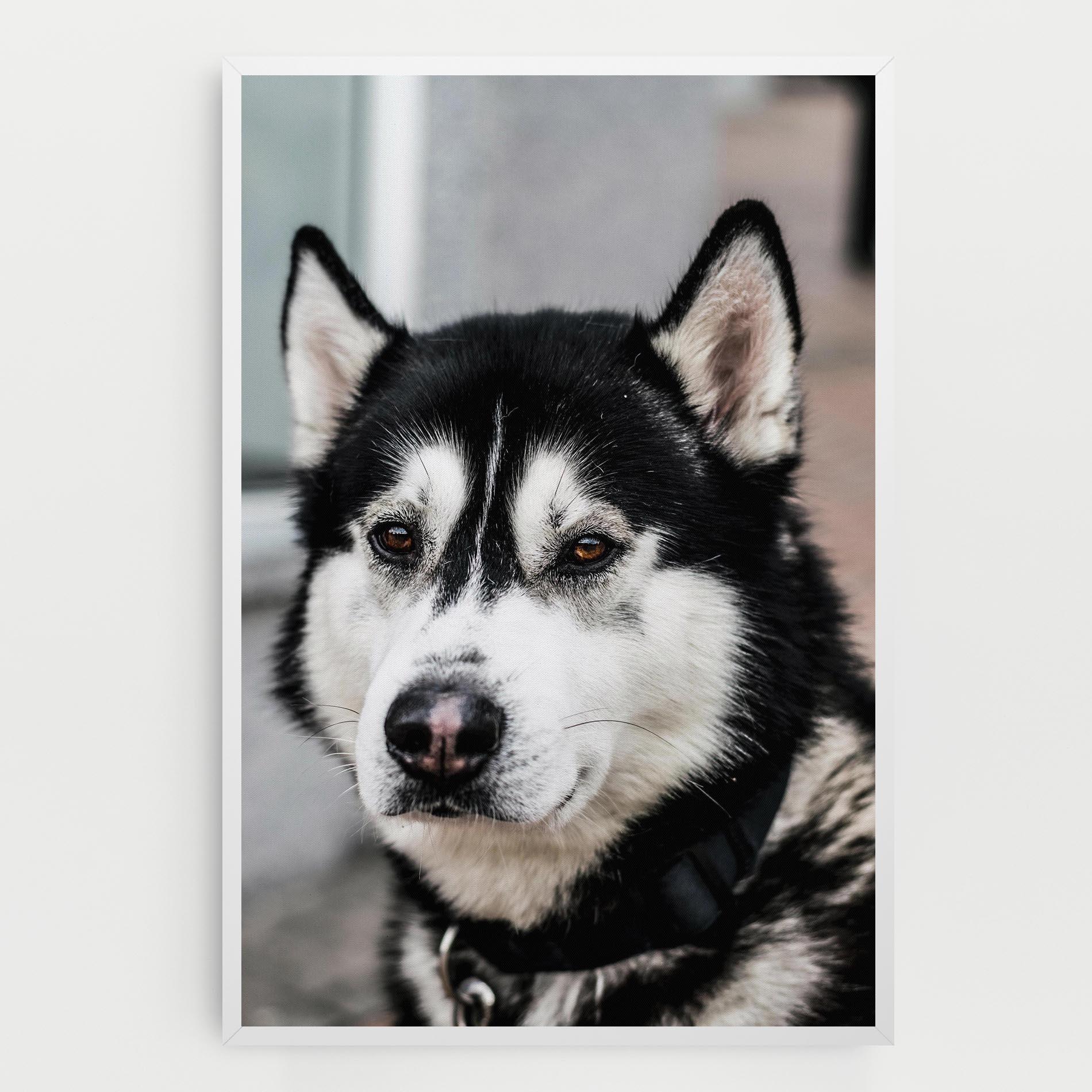 Tablou Canvas Husky Dog mockup 0