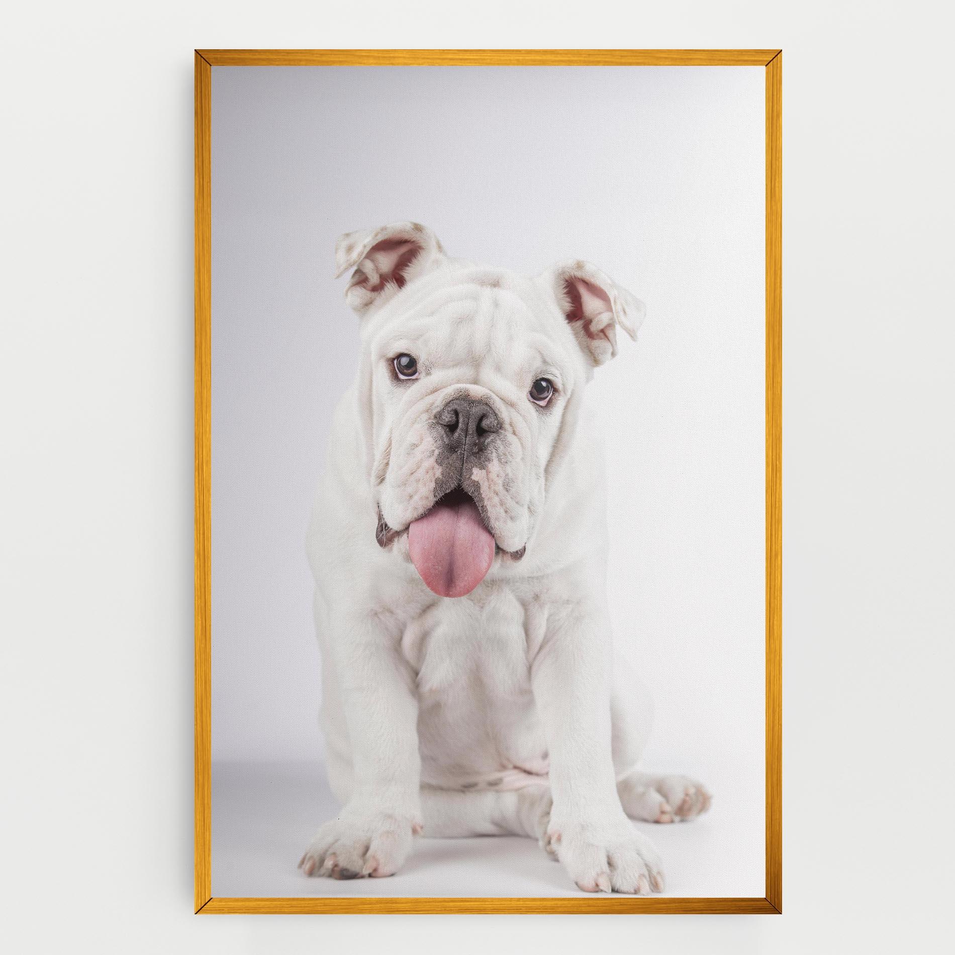 Tablou Canvas English Bulldog mockup 0