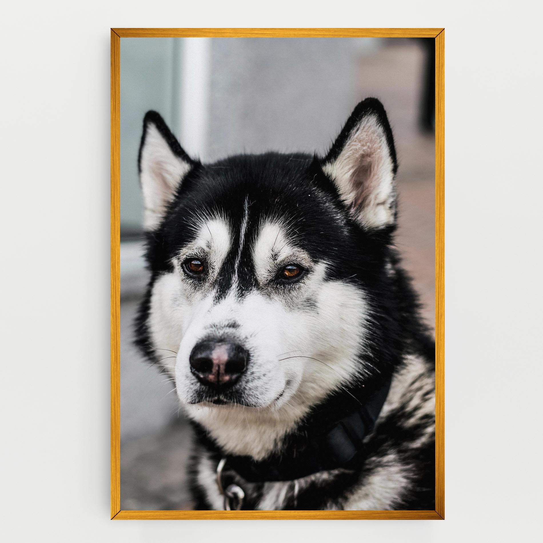 Tablou Canvas Husky Dog mockup 0
