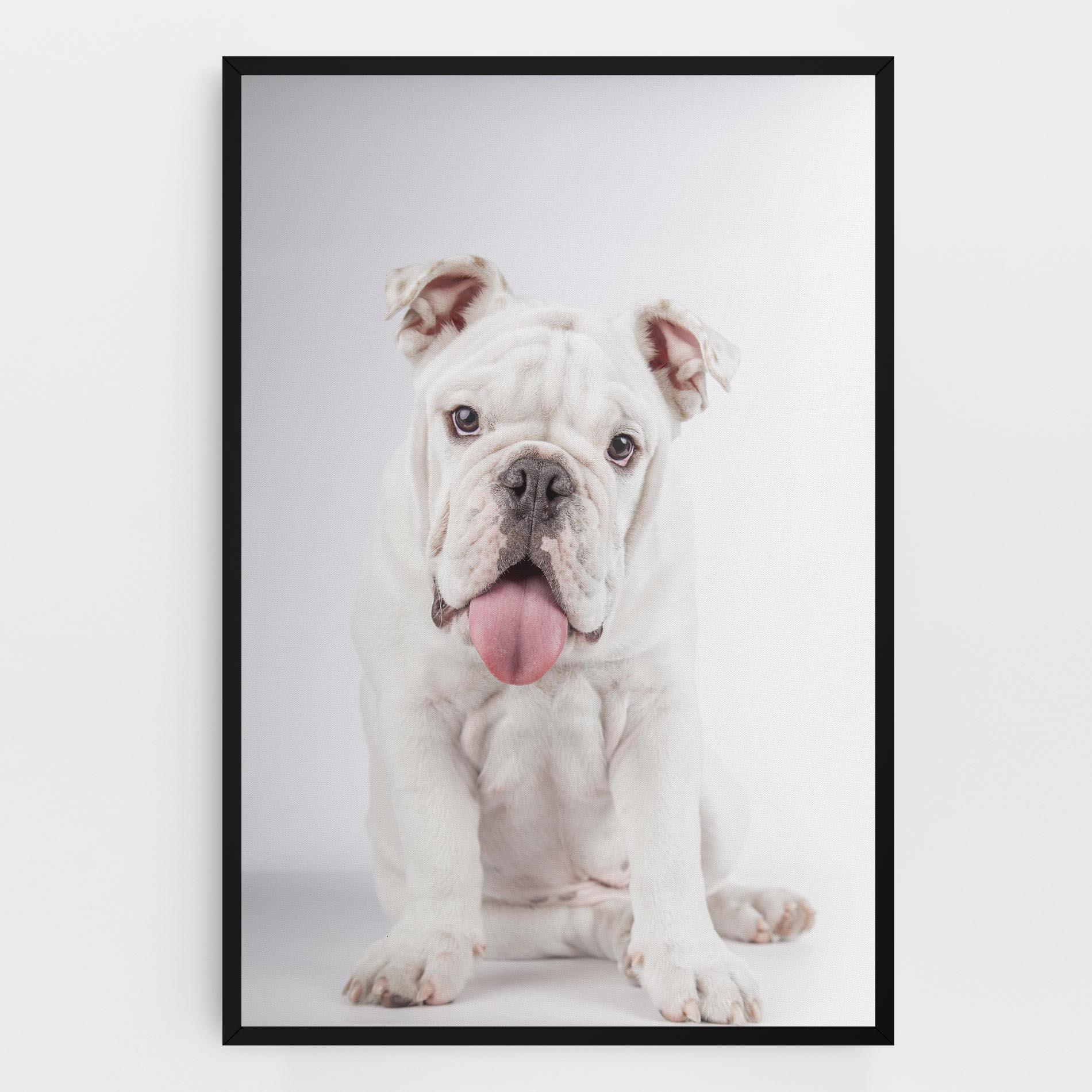 Tablou Canvas English Bulldog mockup 0