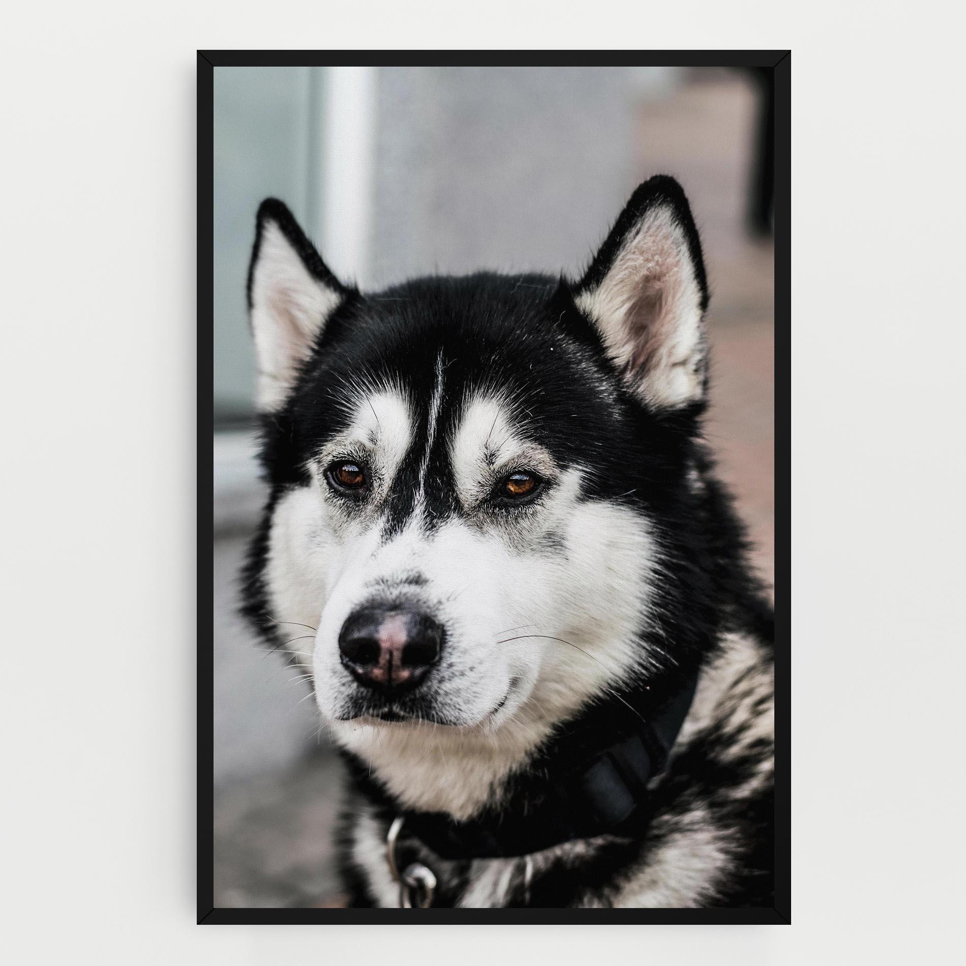 Tablou Canvas Husky Dog mockup 0
