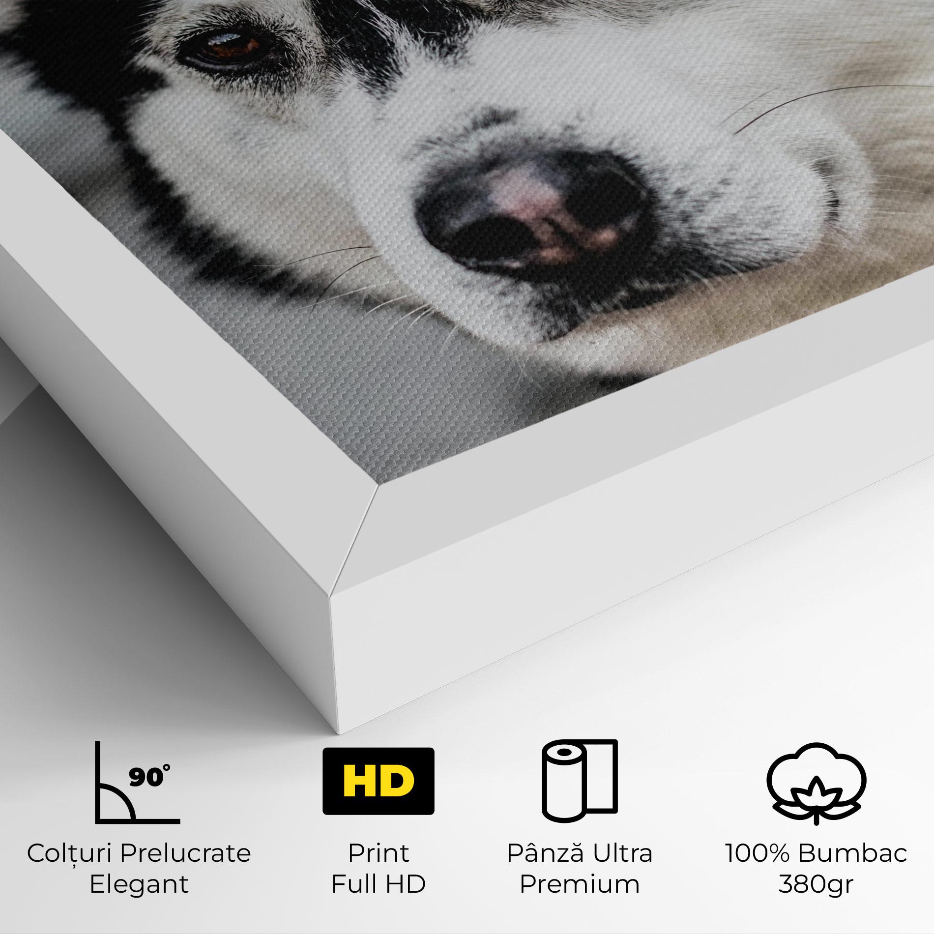 Tablou Canvas Husky Dog mockup 4