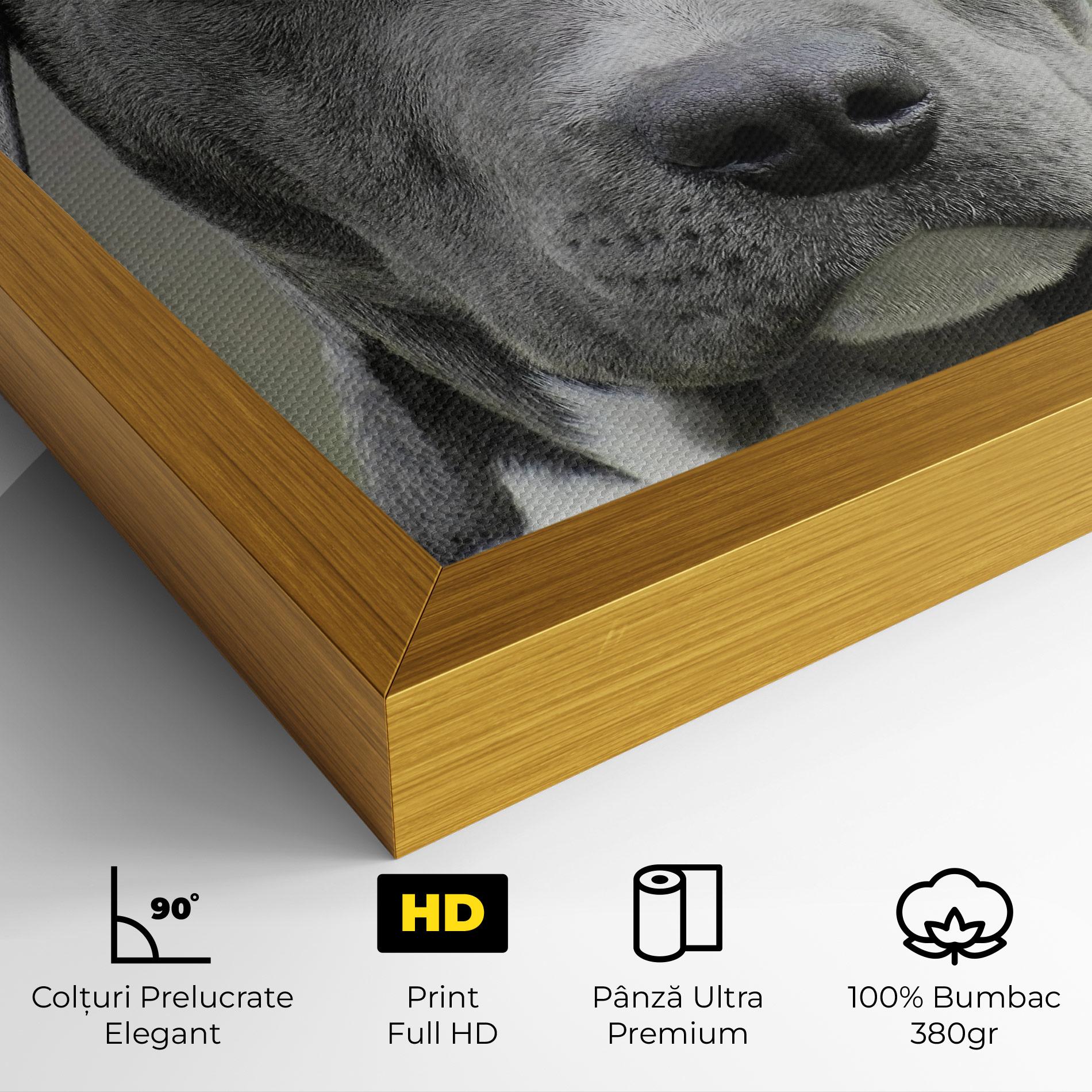 Tablou Canvas Blue Eyes Dog mockup 4