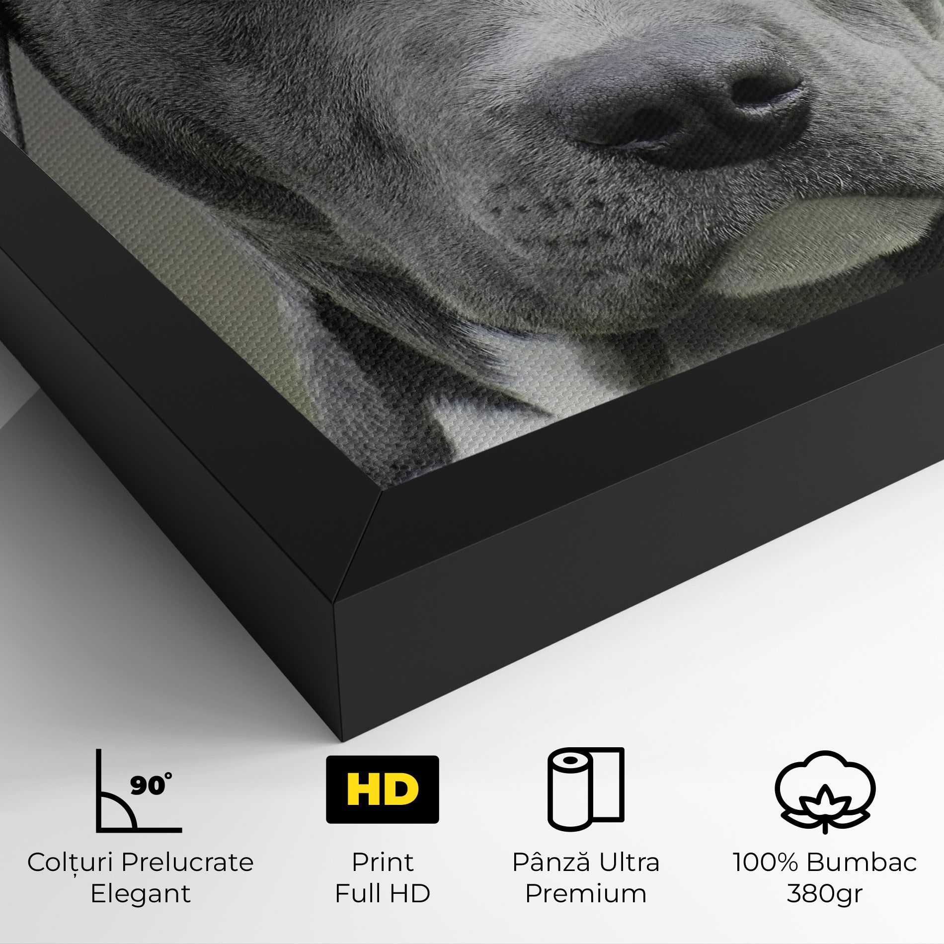 Blue Eyes Dog mockup 4