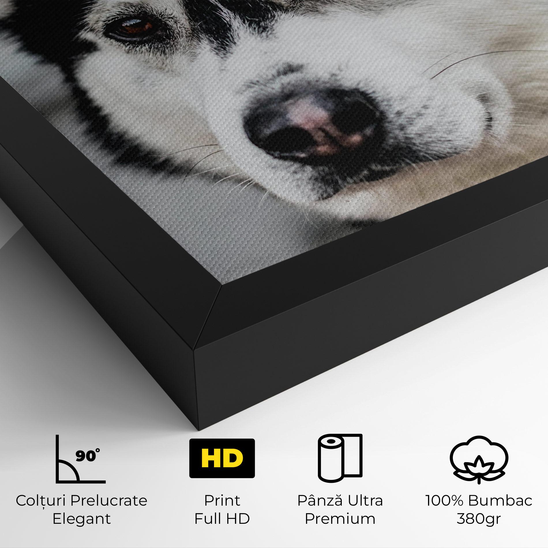 Tablou Canvas Husky Dog mockup 4
