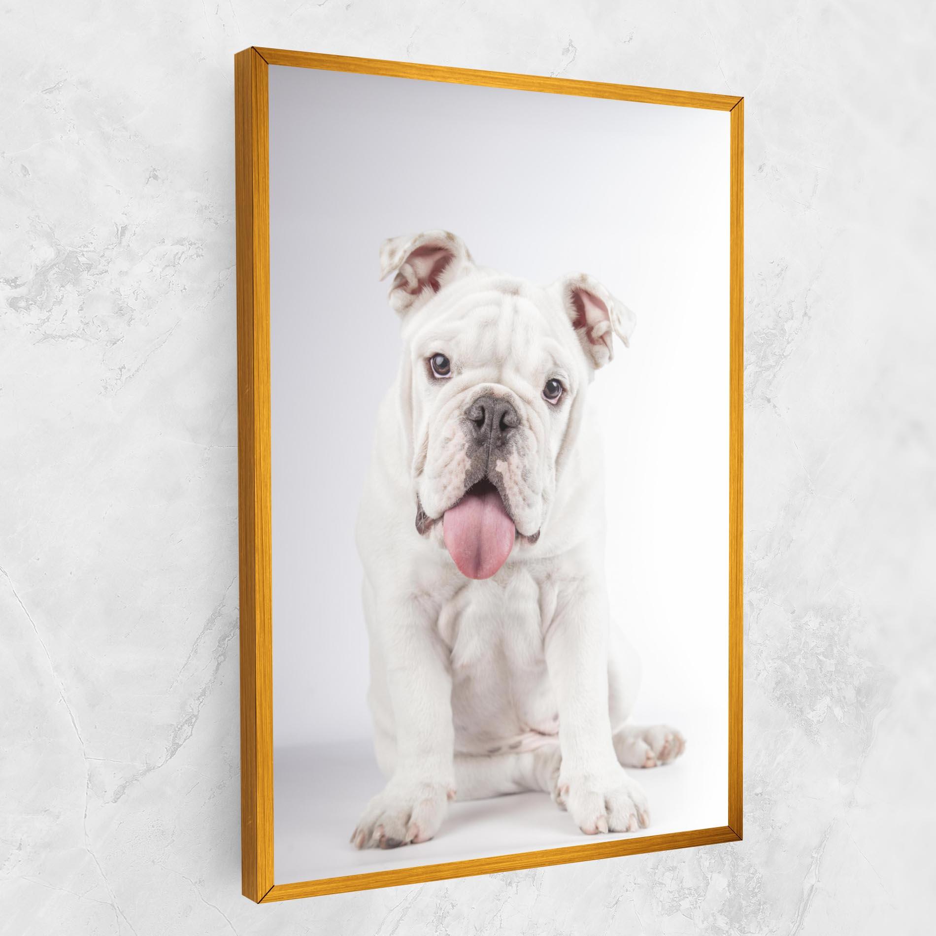Tablou Canvas English Bulldog mockup 1