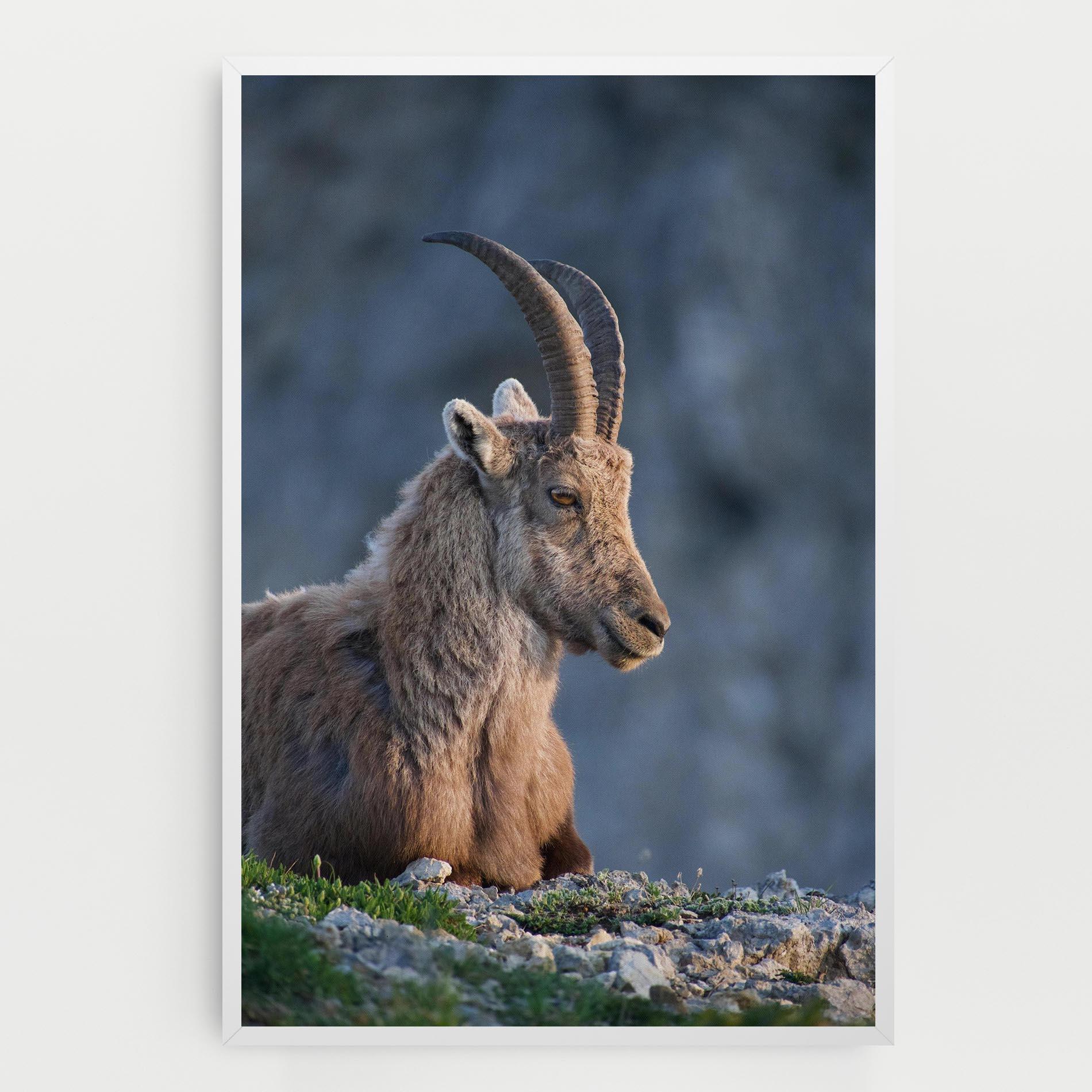 Tablou Canvas Mountain Goat mockup 0