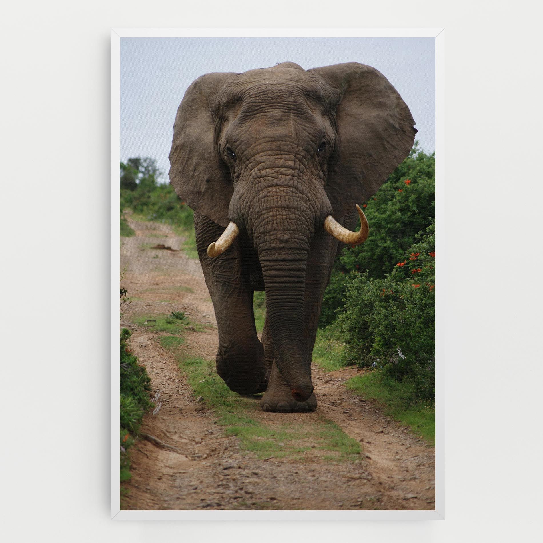 Elephant Safari mockup 0