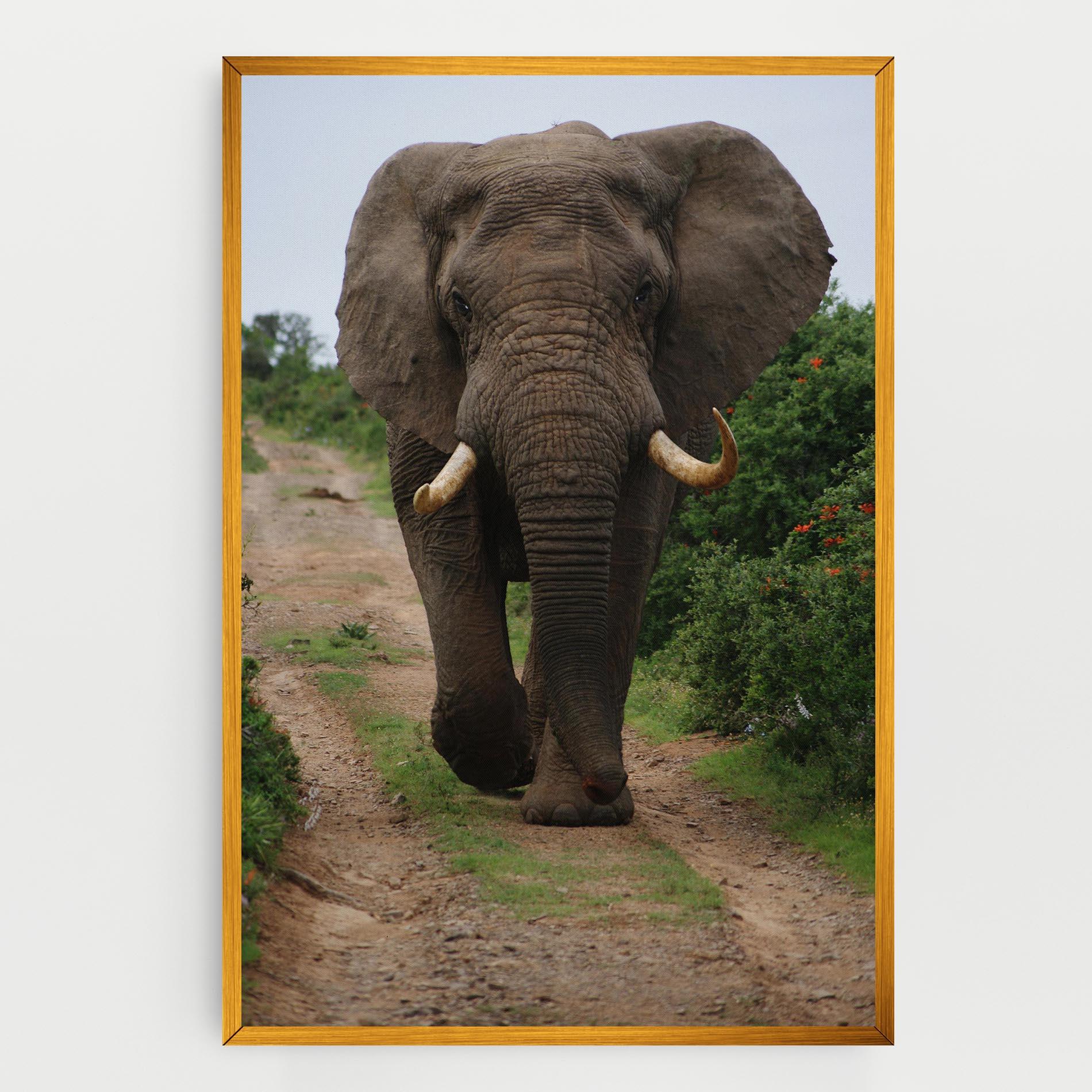 Tablou Canvas Elephant Safari mockup 0