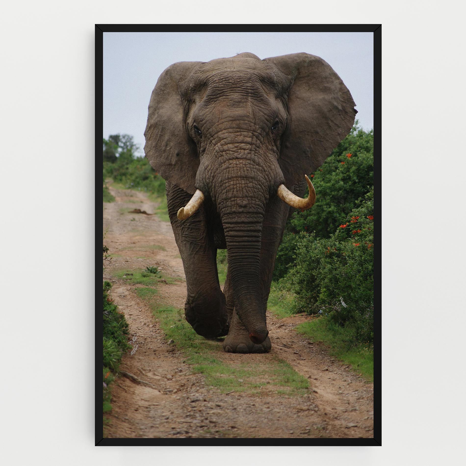 Elephant Safari mockup 0