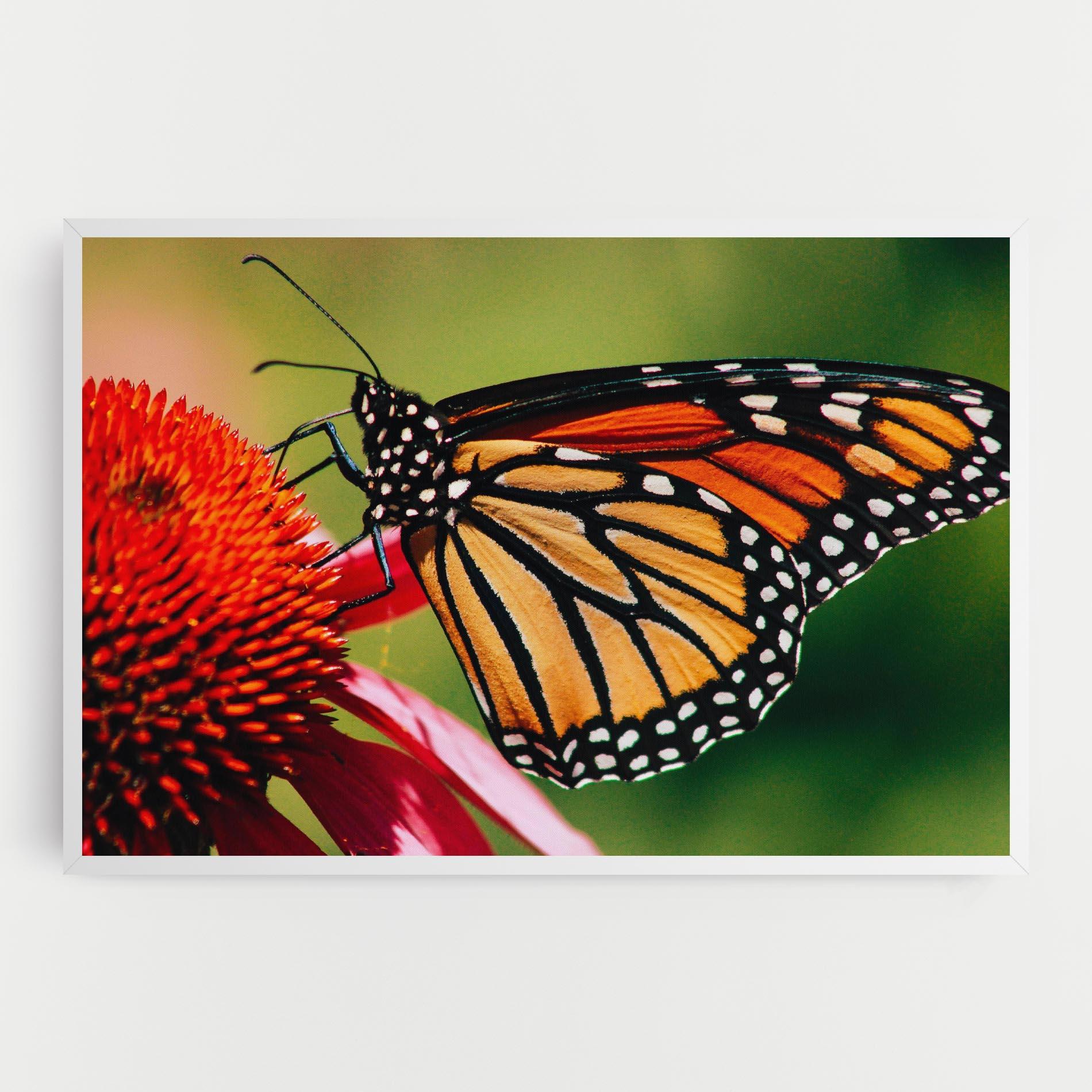 Tablou Canvas Big Orange Butterfly mockup 0