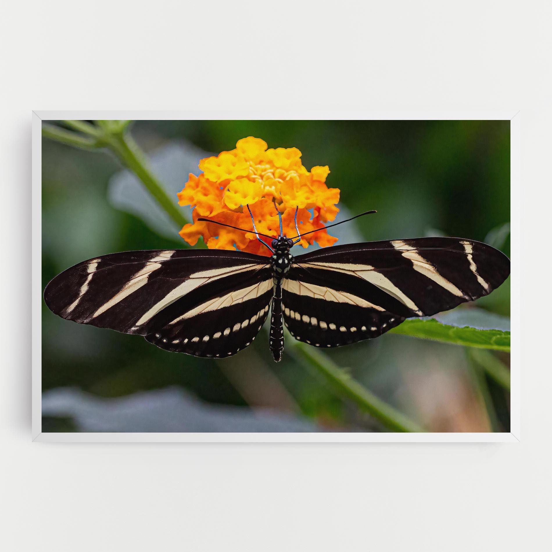 Big Wings Butterfly mockup 0