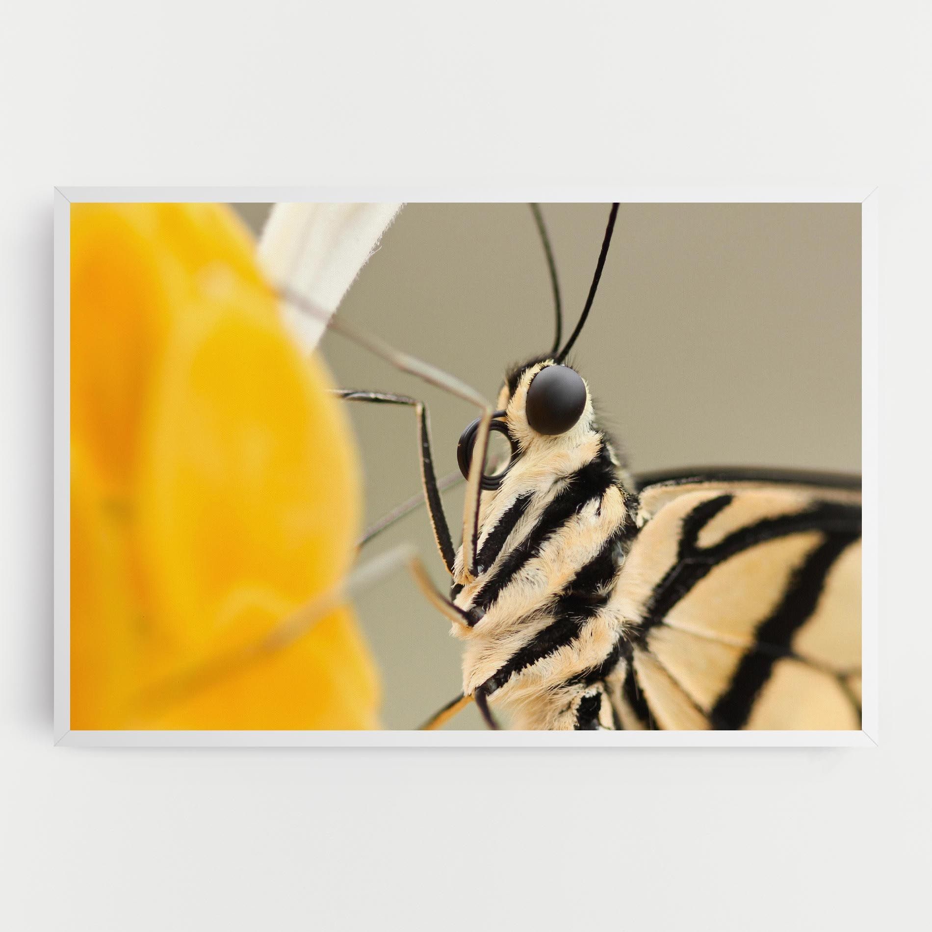 Close Up Cream Butterfly mockup 0