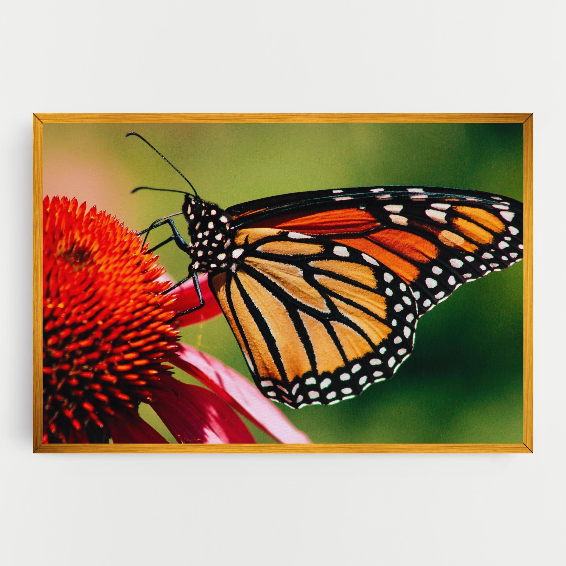 Tablou Canvas Big Orange Butterfly mockup 0