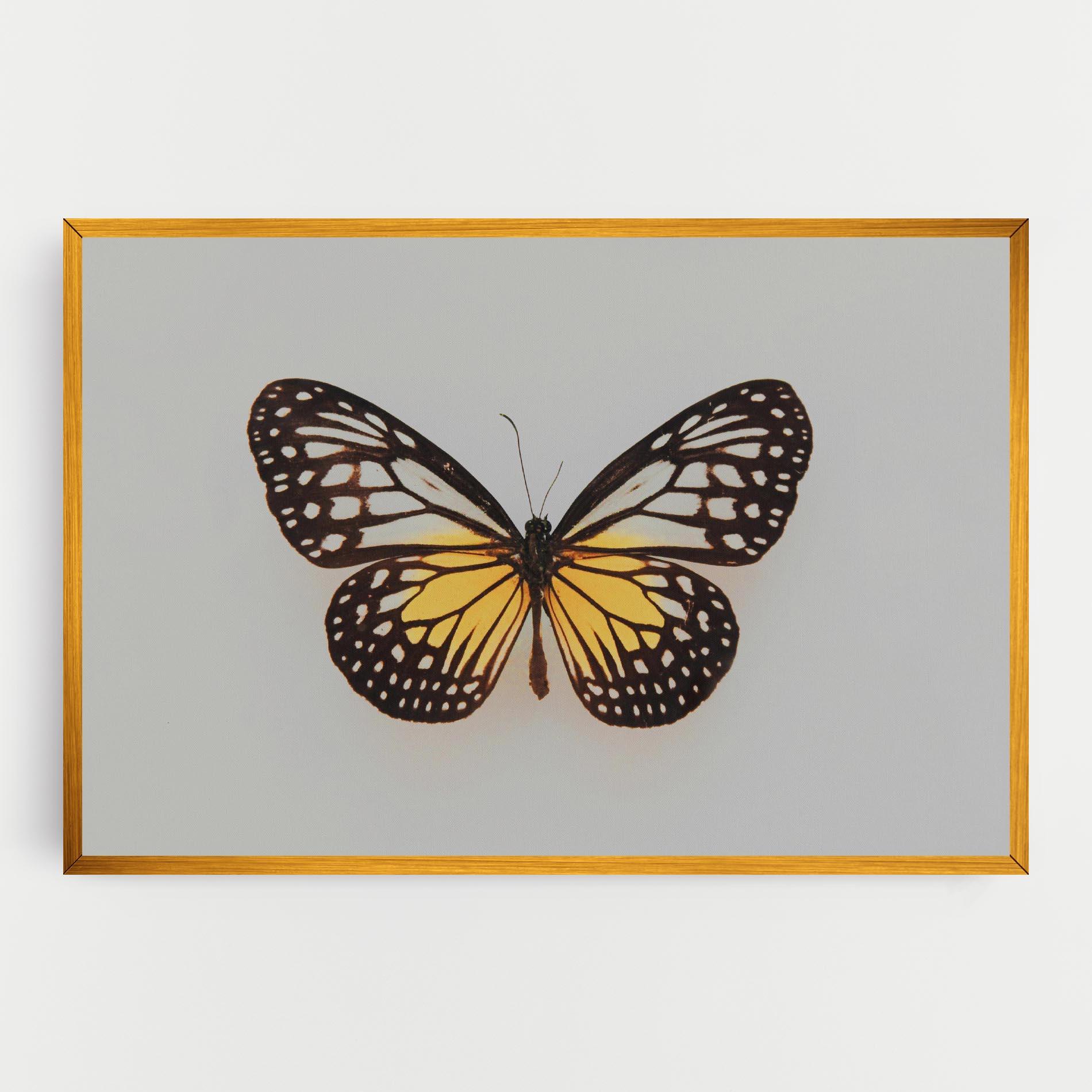 Tablou Canvas Butterfly On Grey mockup 0