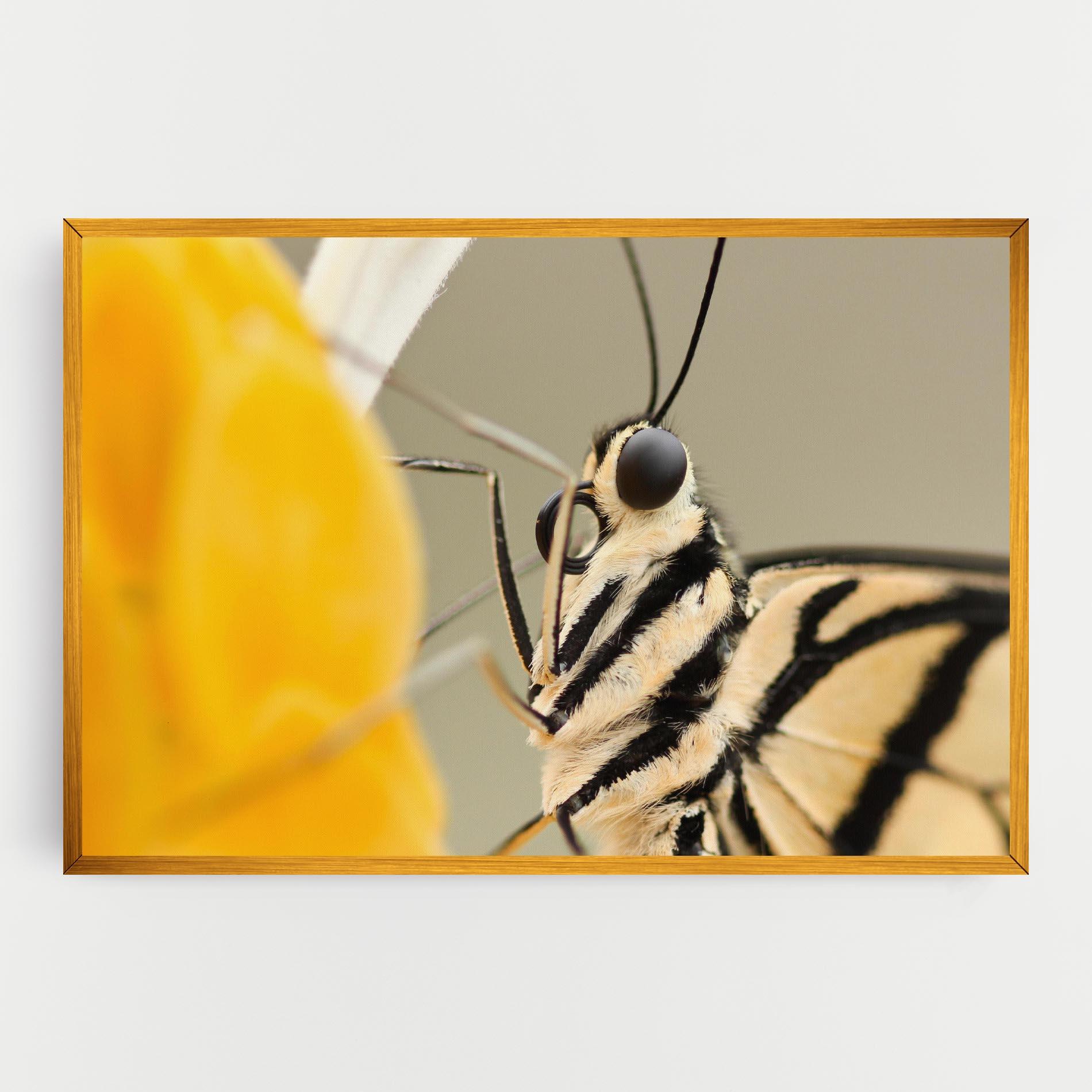 Tablou Canvas Close Up Cream Butterfly mockup 0