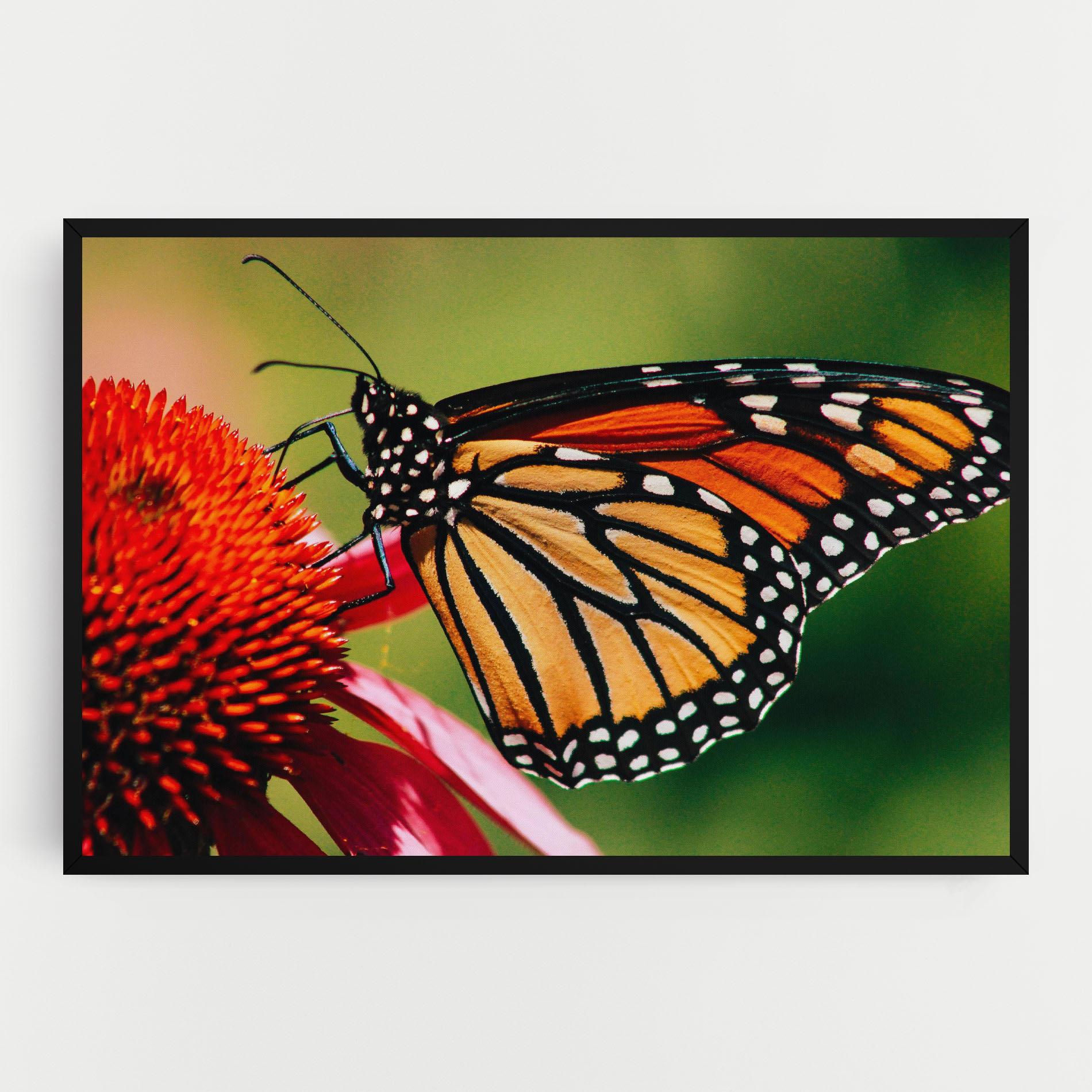 Tablou Canvas Big Orange Butterfly mockup 0