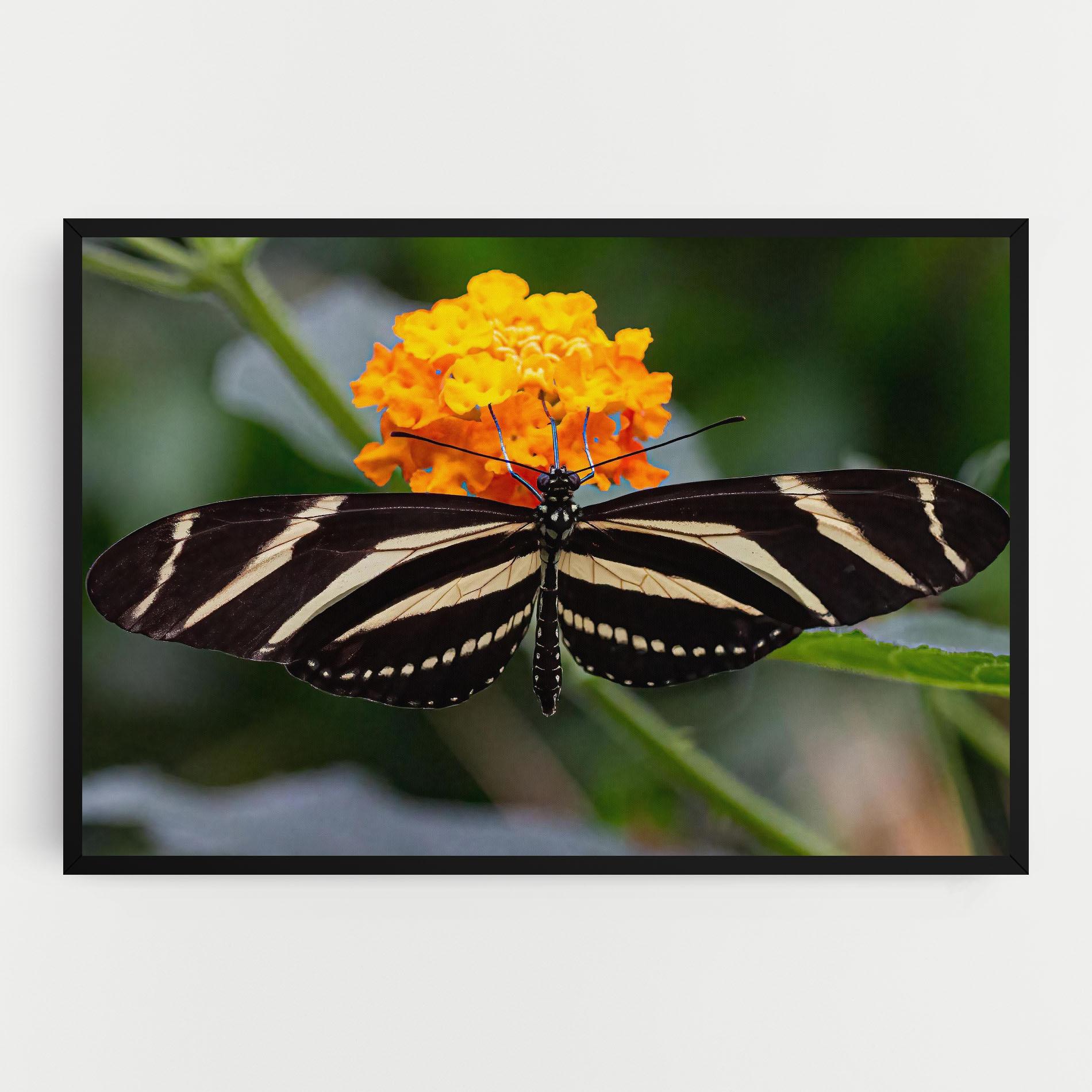 Tablou Canvas Big Wings Butterfly mockup 0