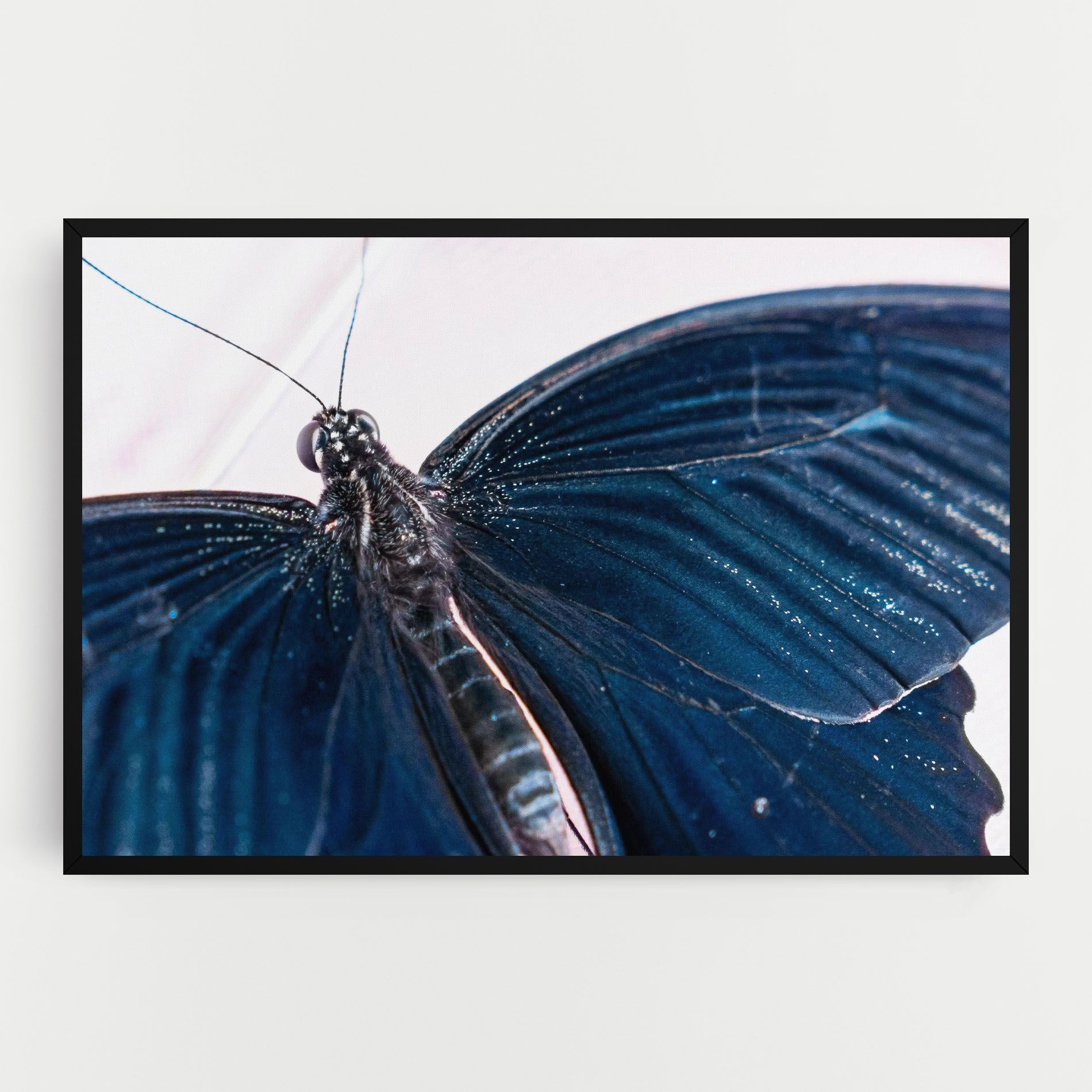 Blue Butterfly mockup 0