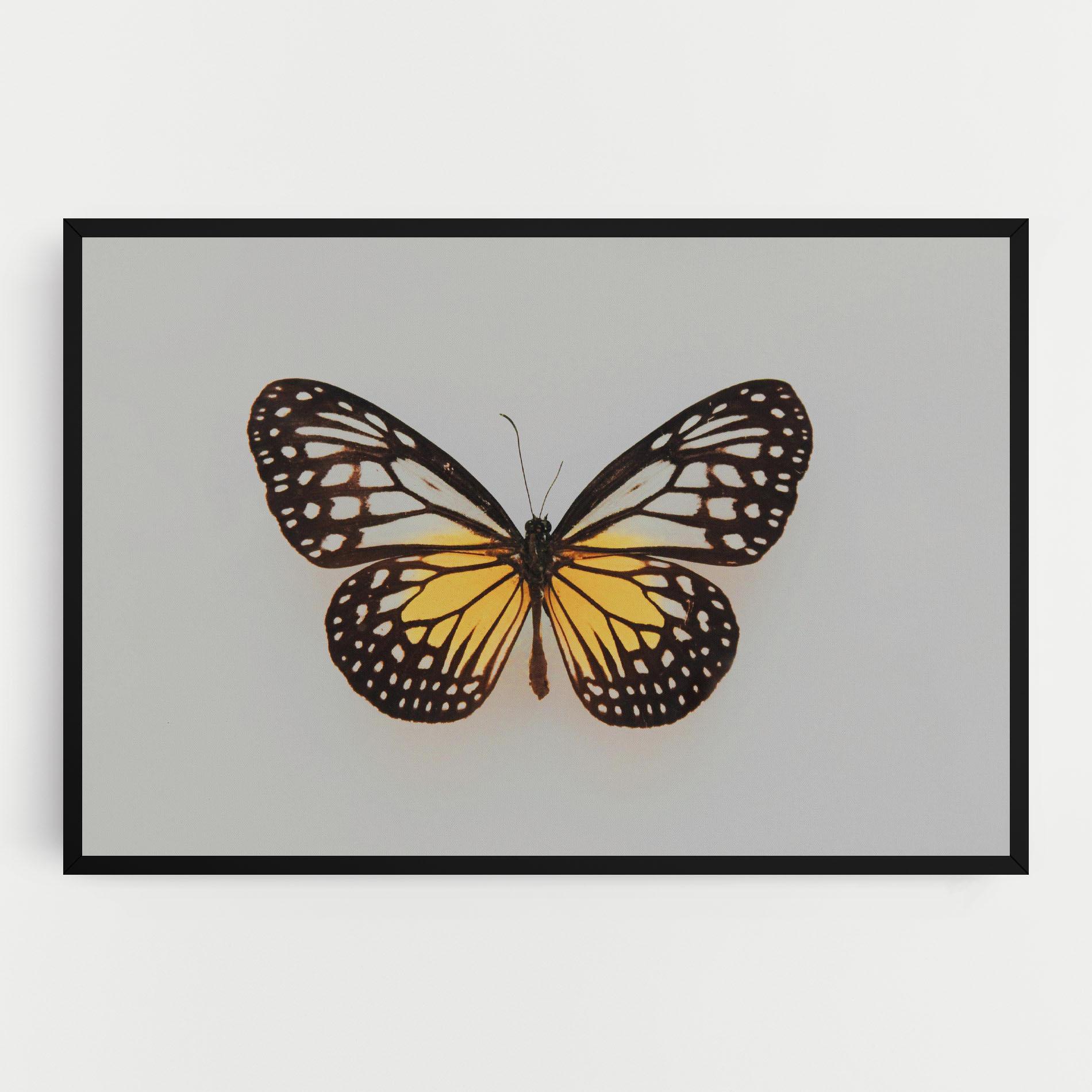 Tablou Canvas Butterfly On Grey mockup 0