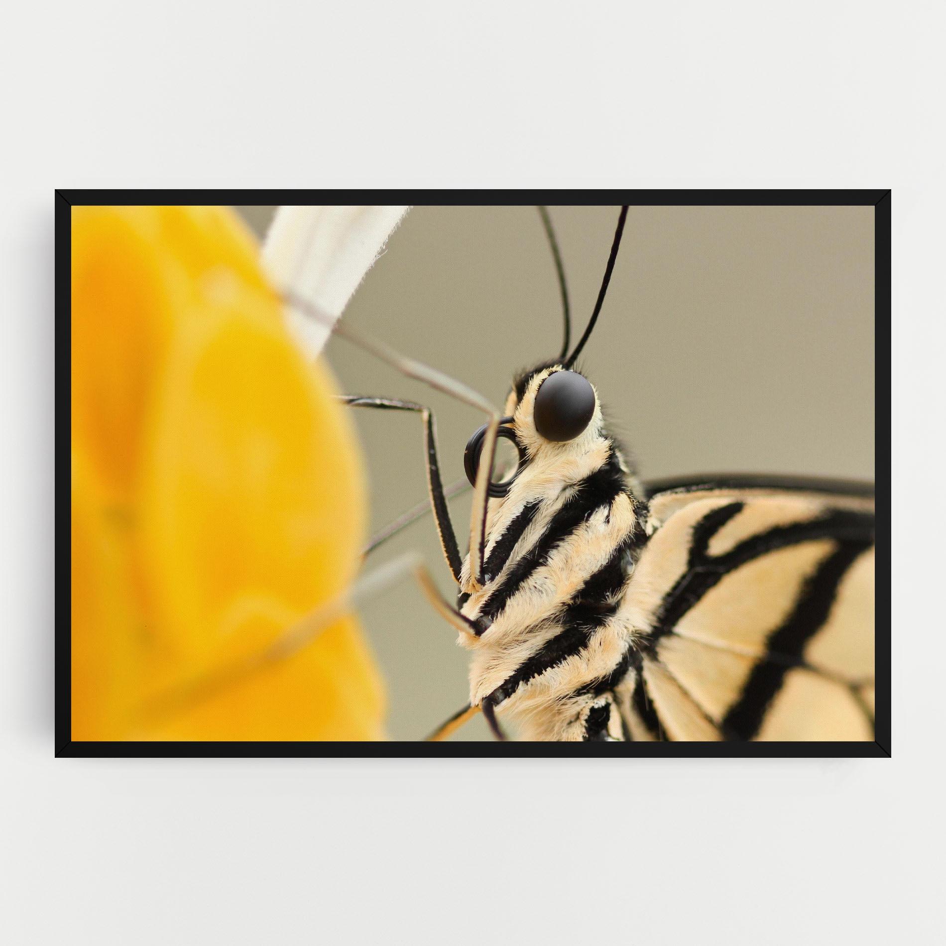 Tablou Canvas Close Up Cream Butterfly mockup 0