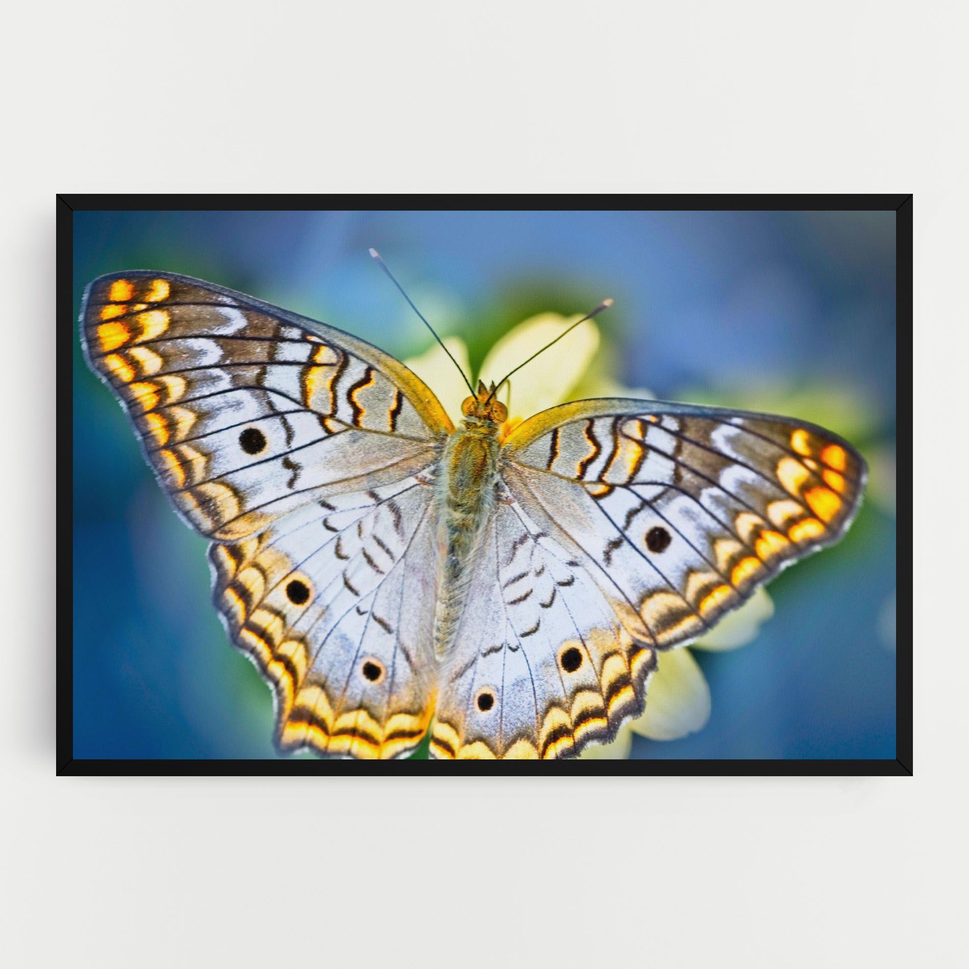 Yellow Grey Butterfly mockup 0