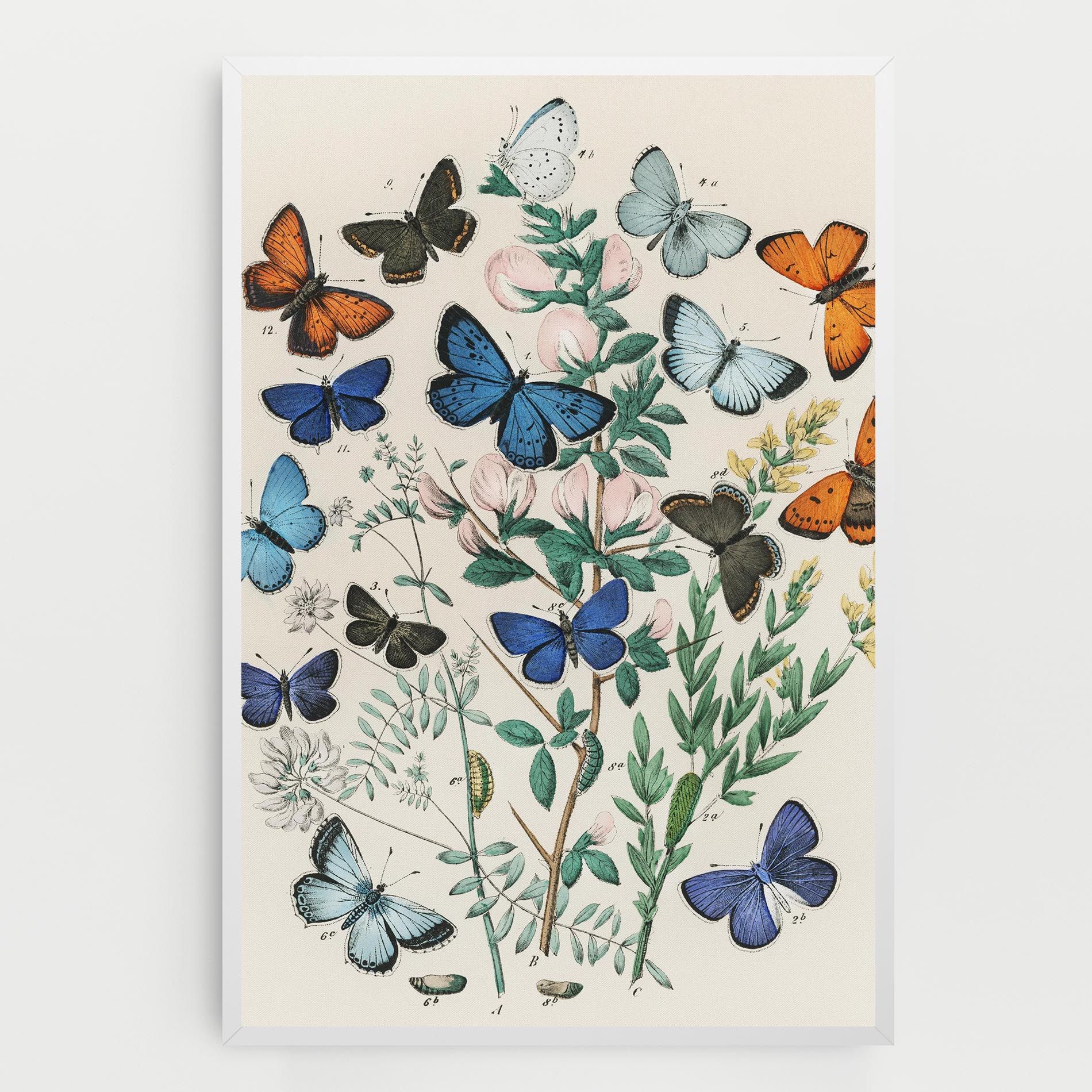 Blue Orange Butterflies mockup 0