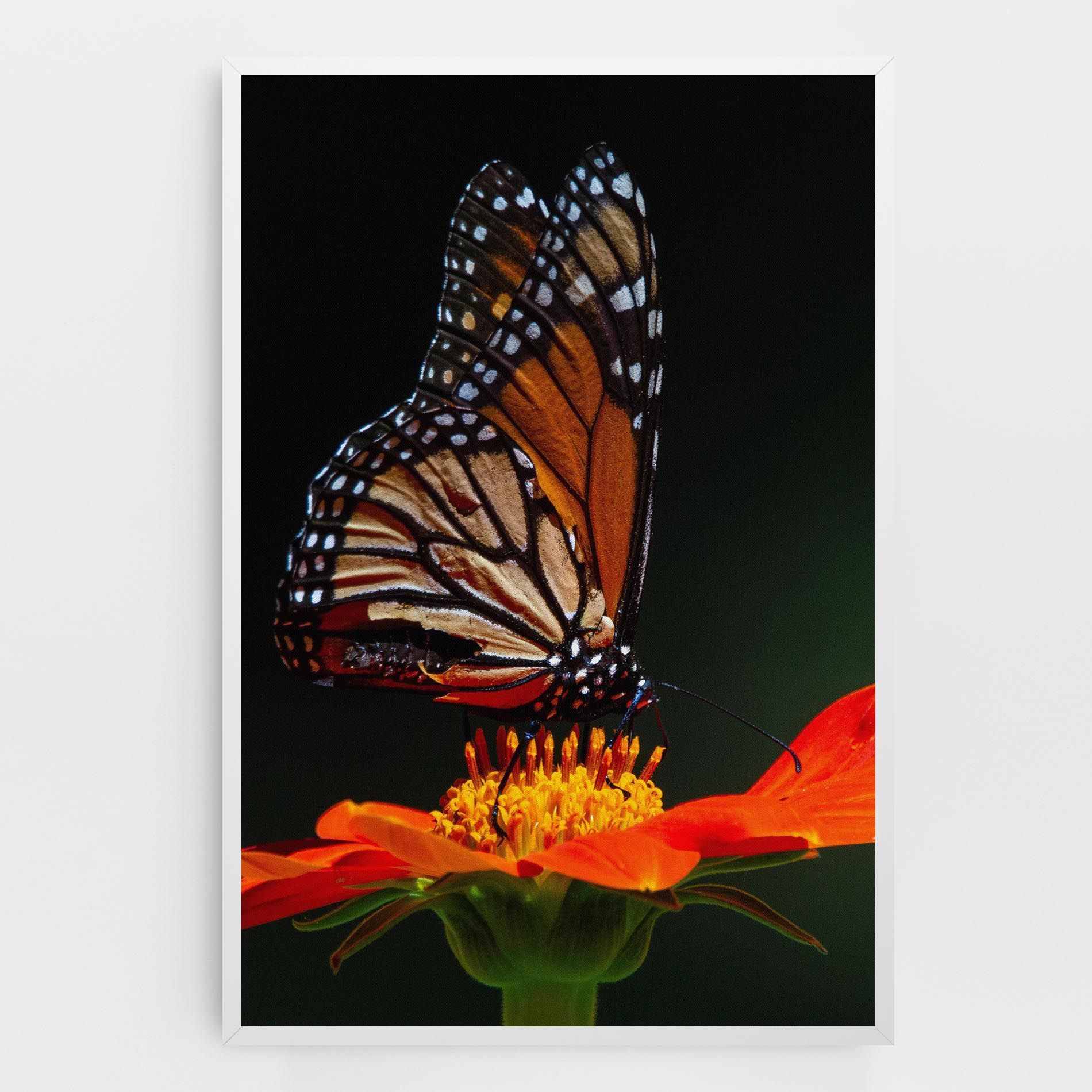 Dark Orange Butterfy mockup 0