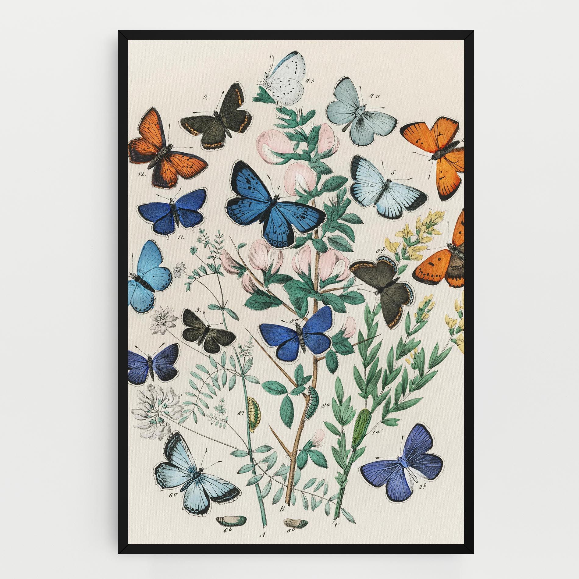 Blue Orange Butterflies mockup 0