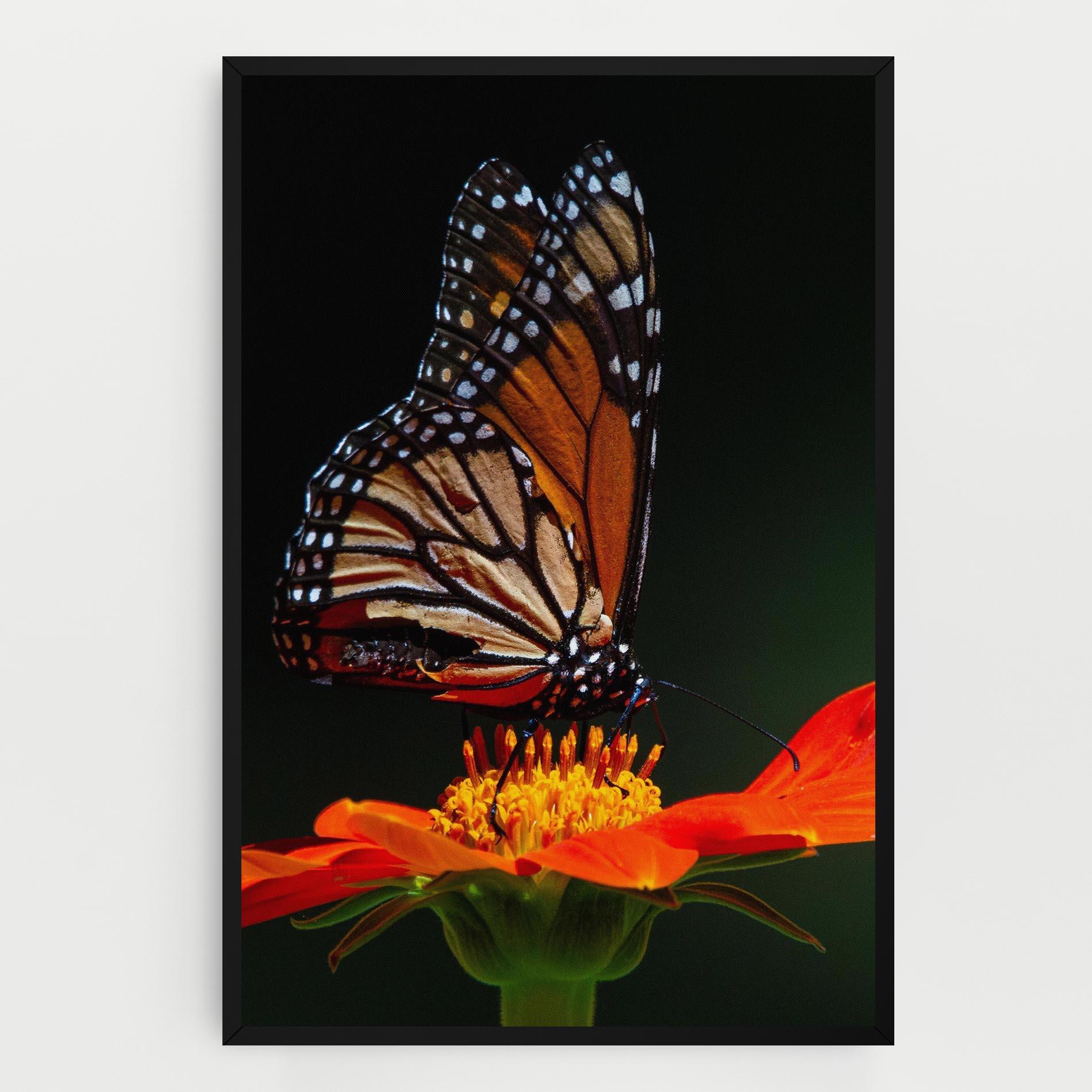 Tablou Canvas Dark Orange Butterfy mockup 0