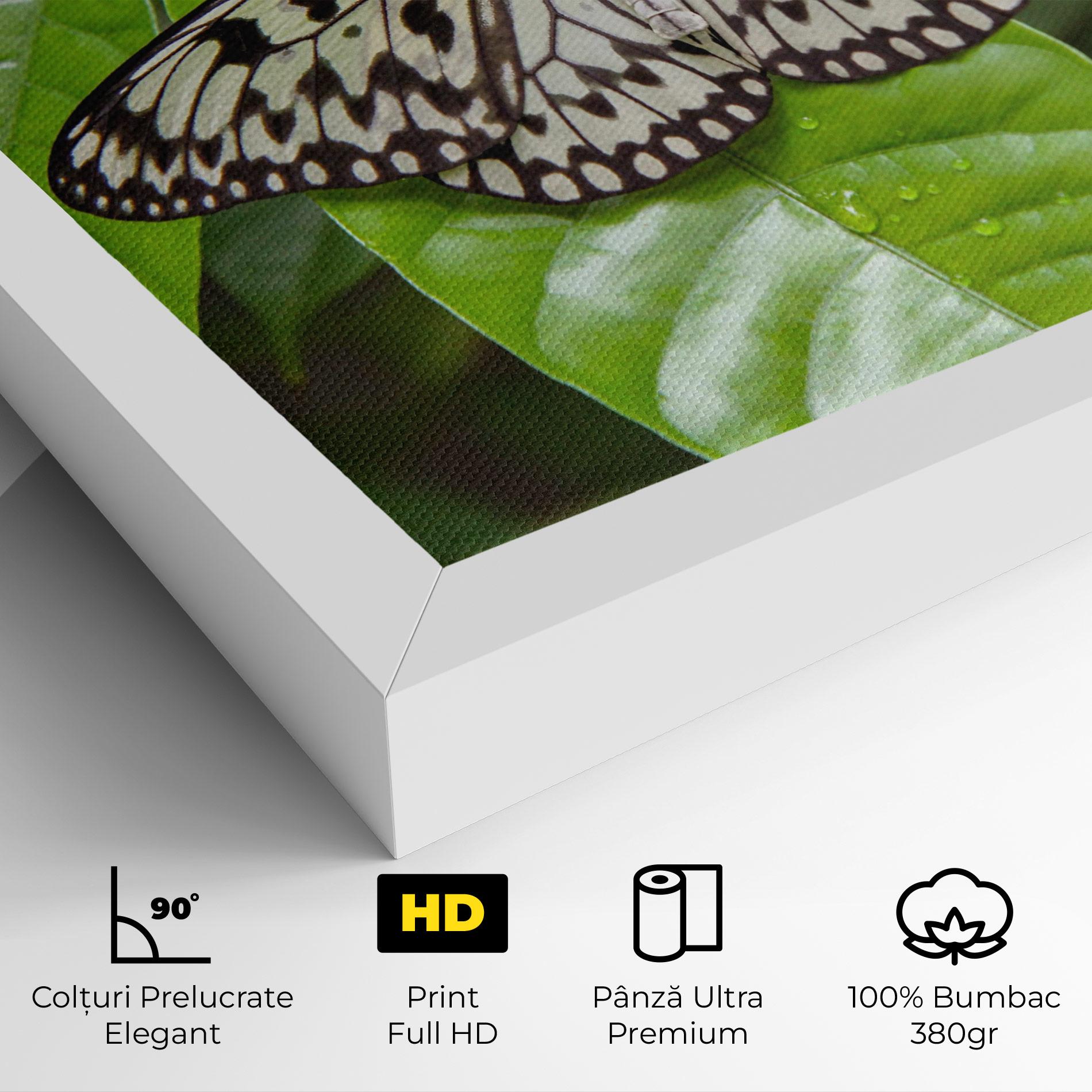 Tablou Canvas Beautiful White Butterfly mockup 4
