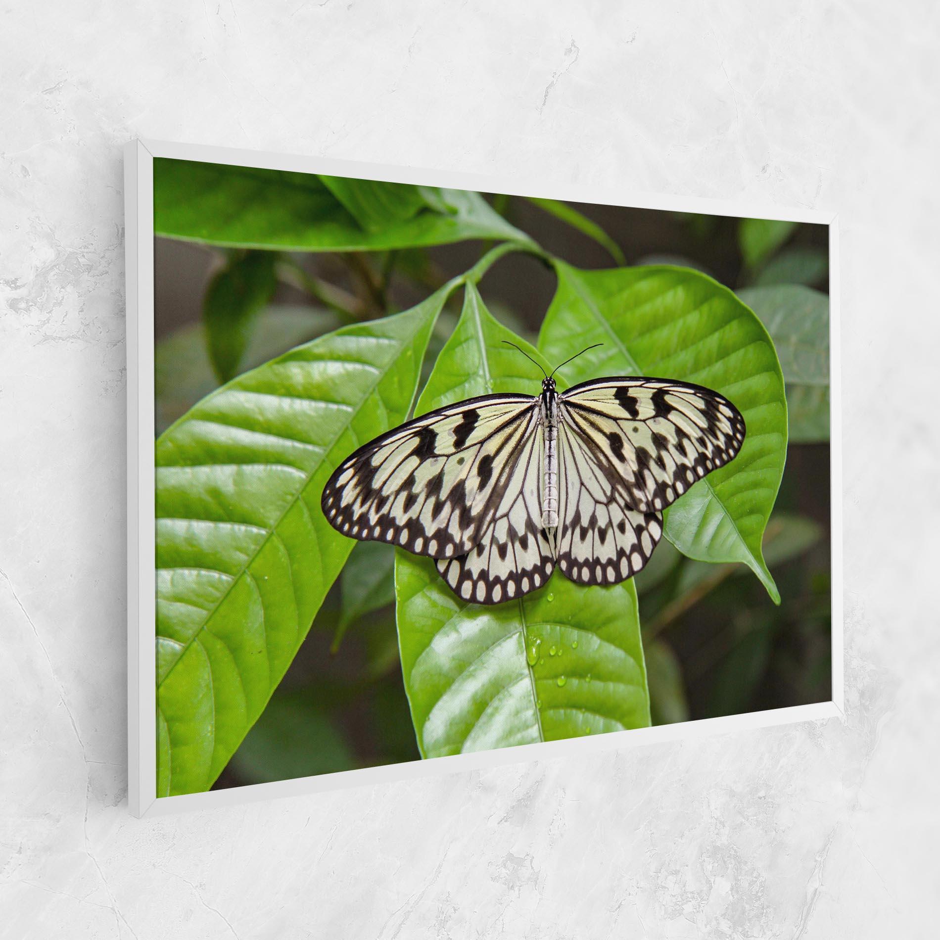 Tablou Canvas Beautiful White Butterfly mockup 1
