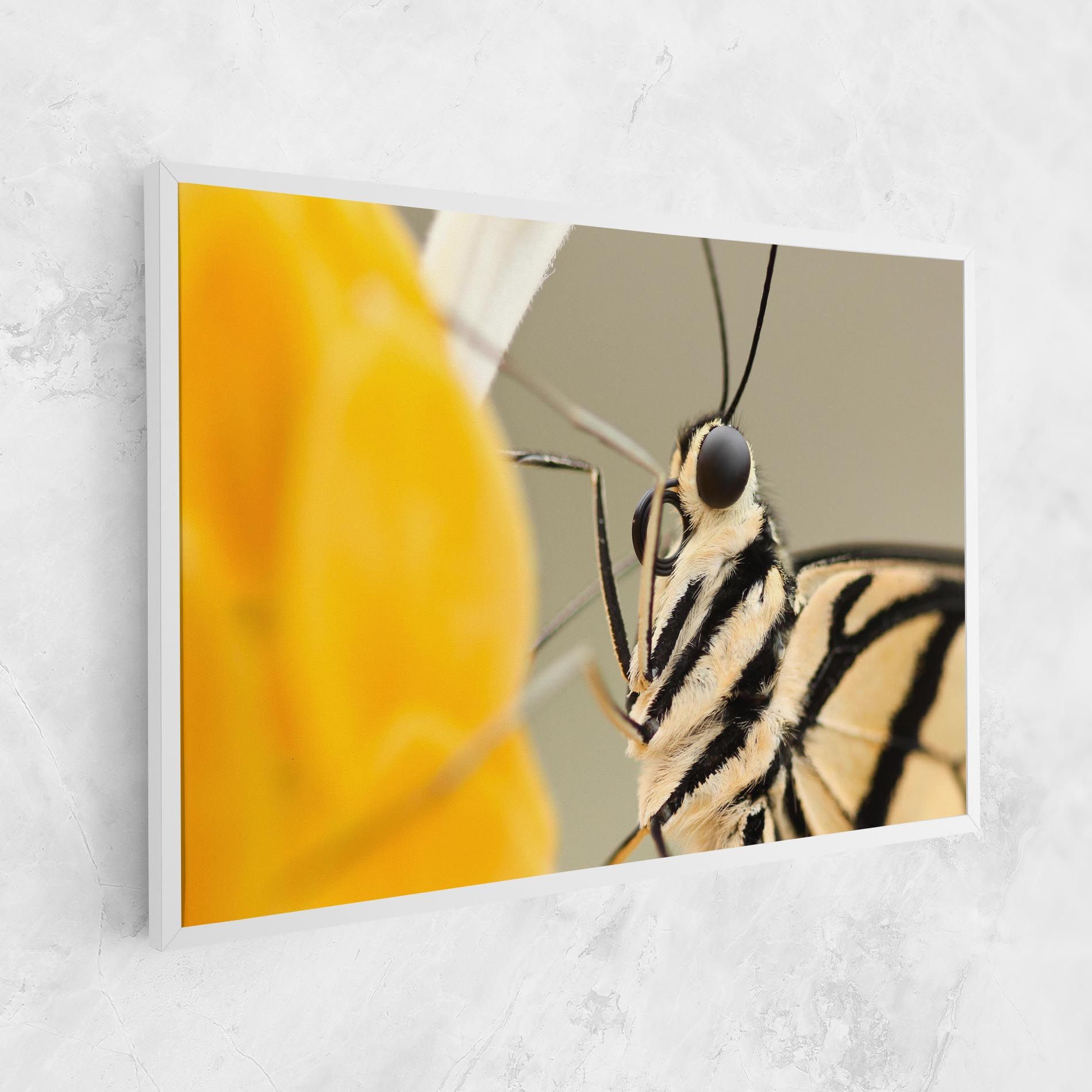 Close Up Cream Butterfly mockup 1