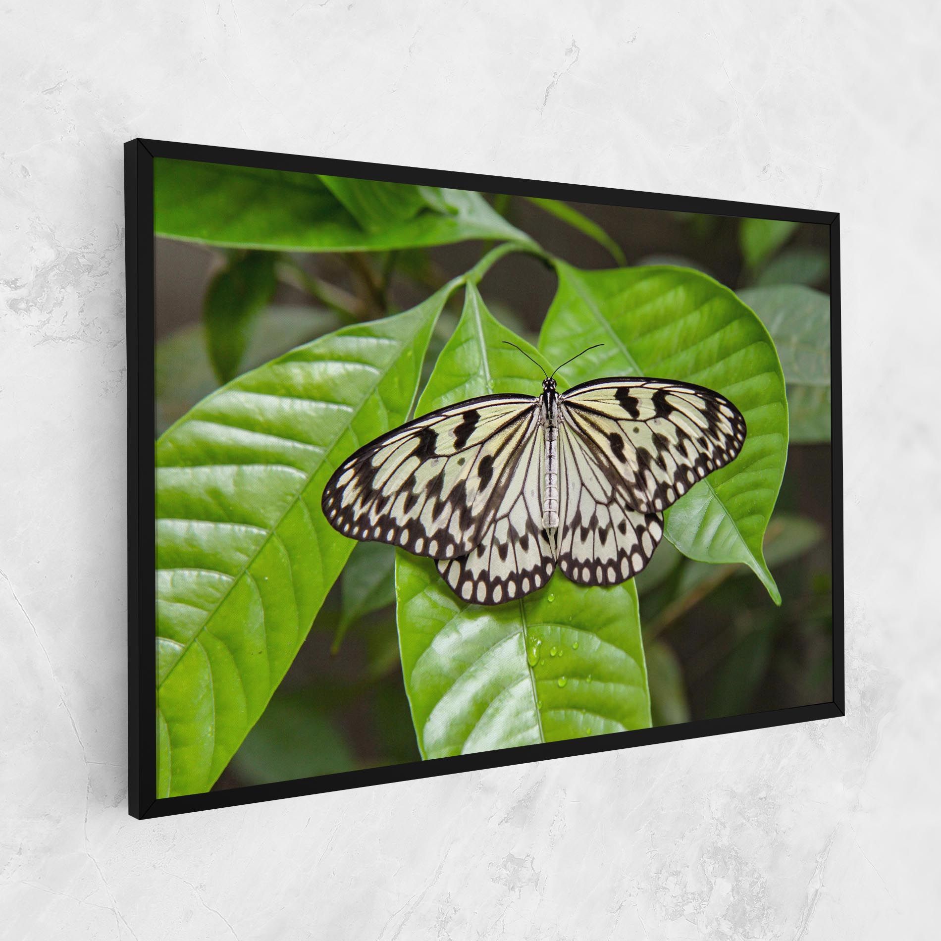 Beautiful White Butterfly mockup 1