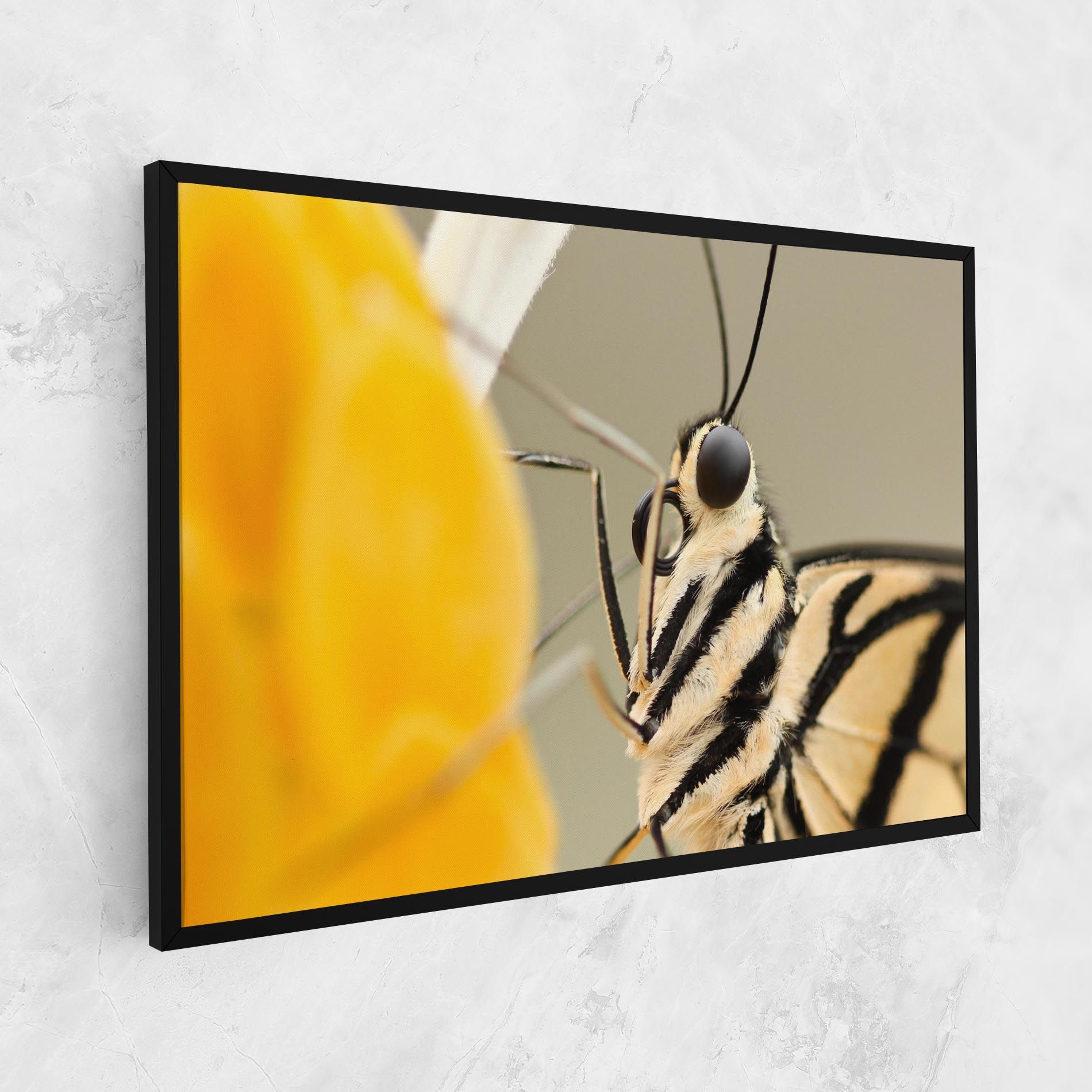 Close Up Cream Butterfly mockup 1