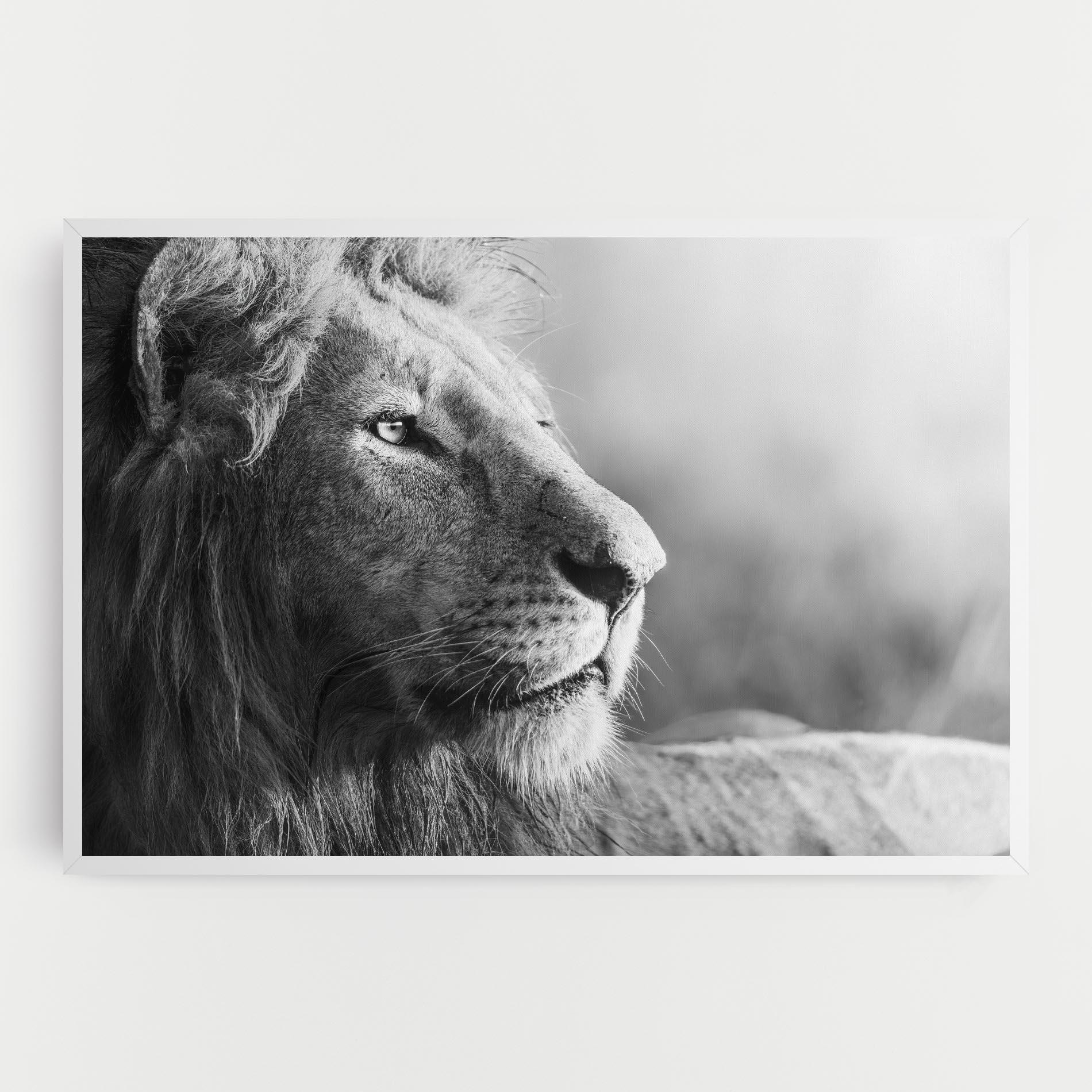 Tablou Canvas Grey Lion Head mockup 0