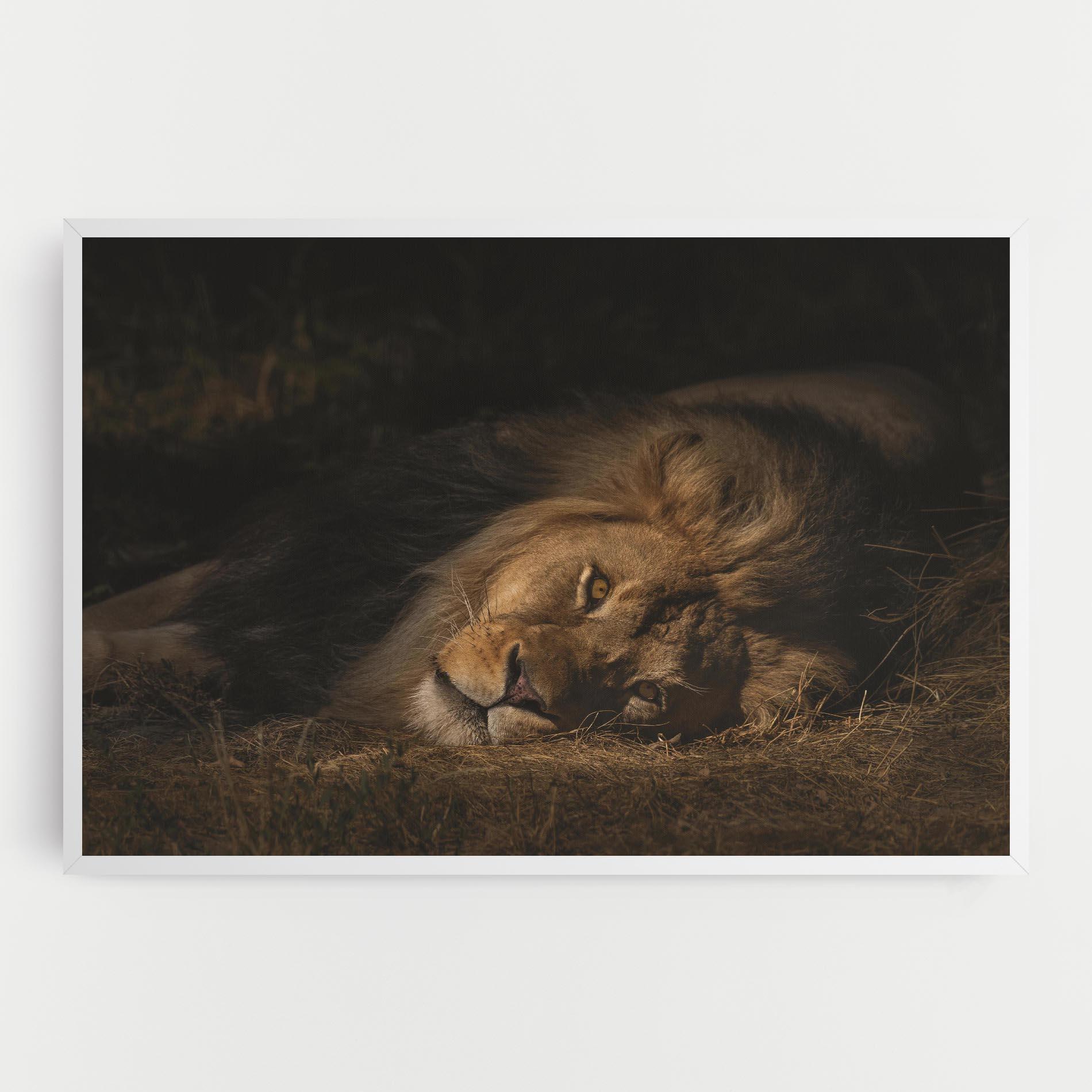 Tablou Canvas Lion Laying Down mockup 0