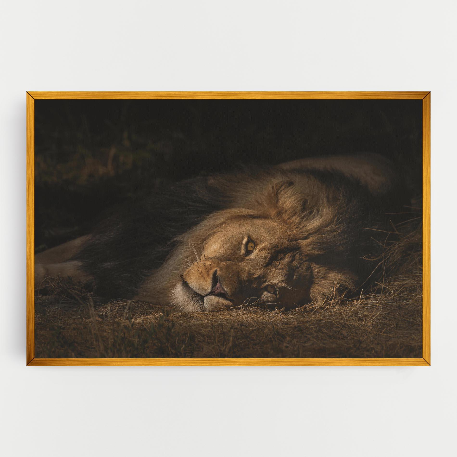 Tablou Canvas Lion Laying Down mockup 0