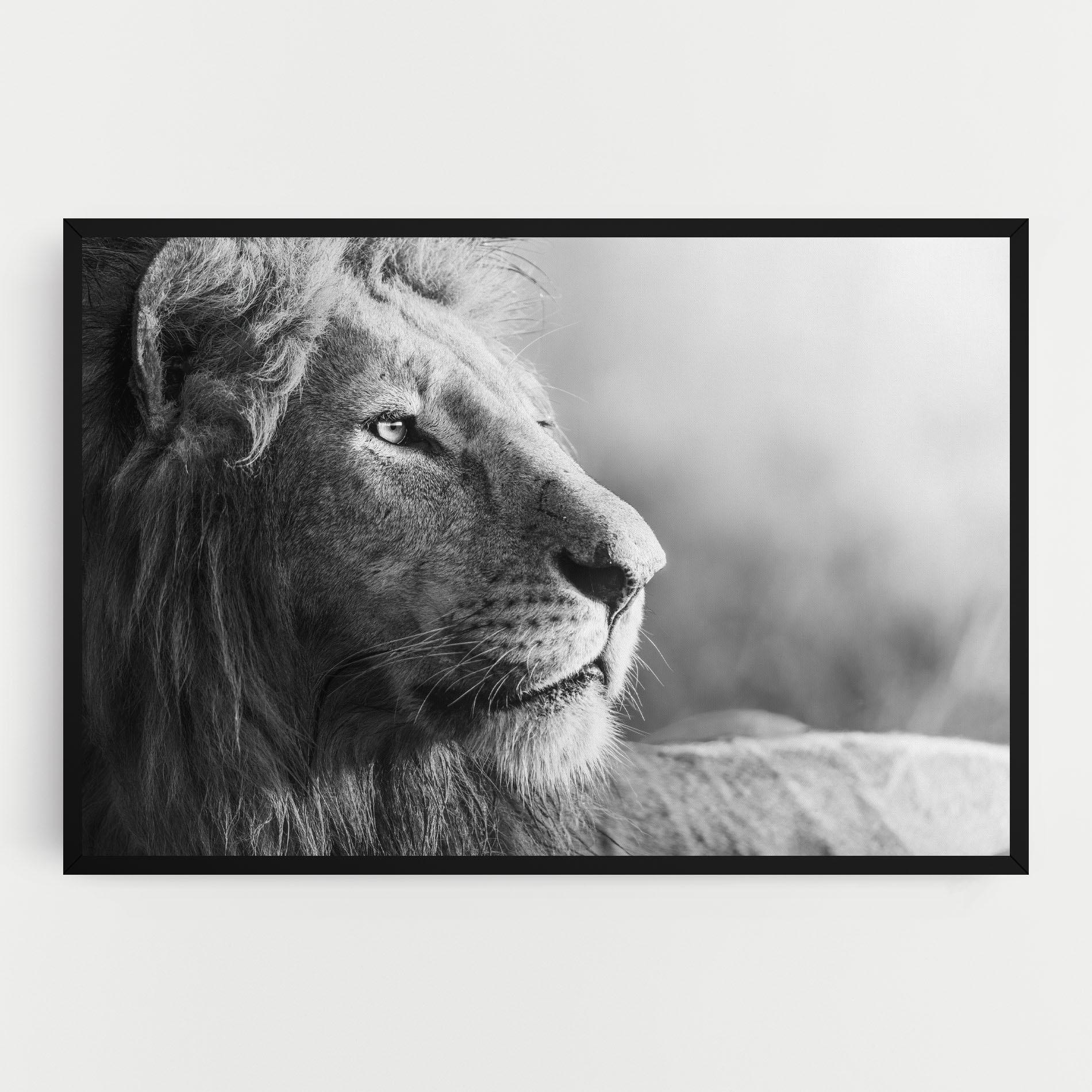 Tablou Canvas Grey Lion Head mockup 0