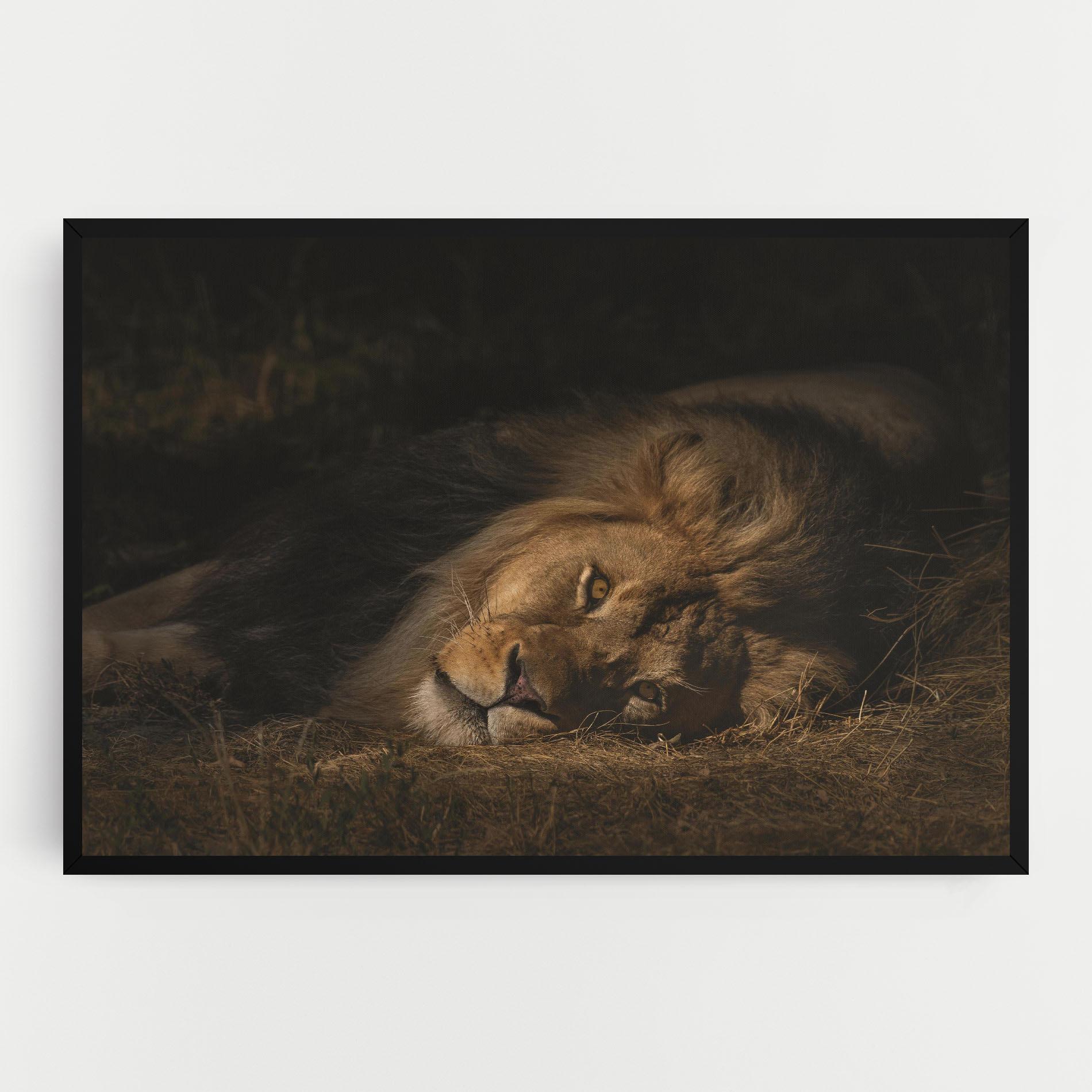 Tablou Canvas Lion Laying Down mockup 0