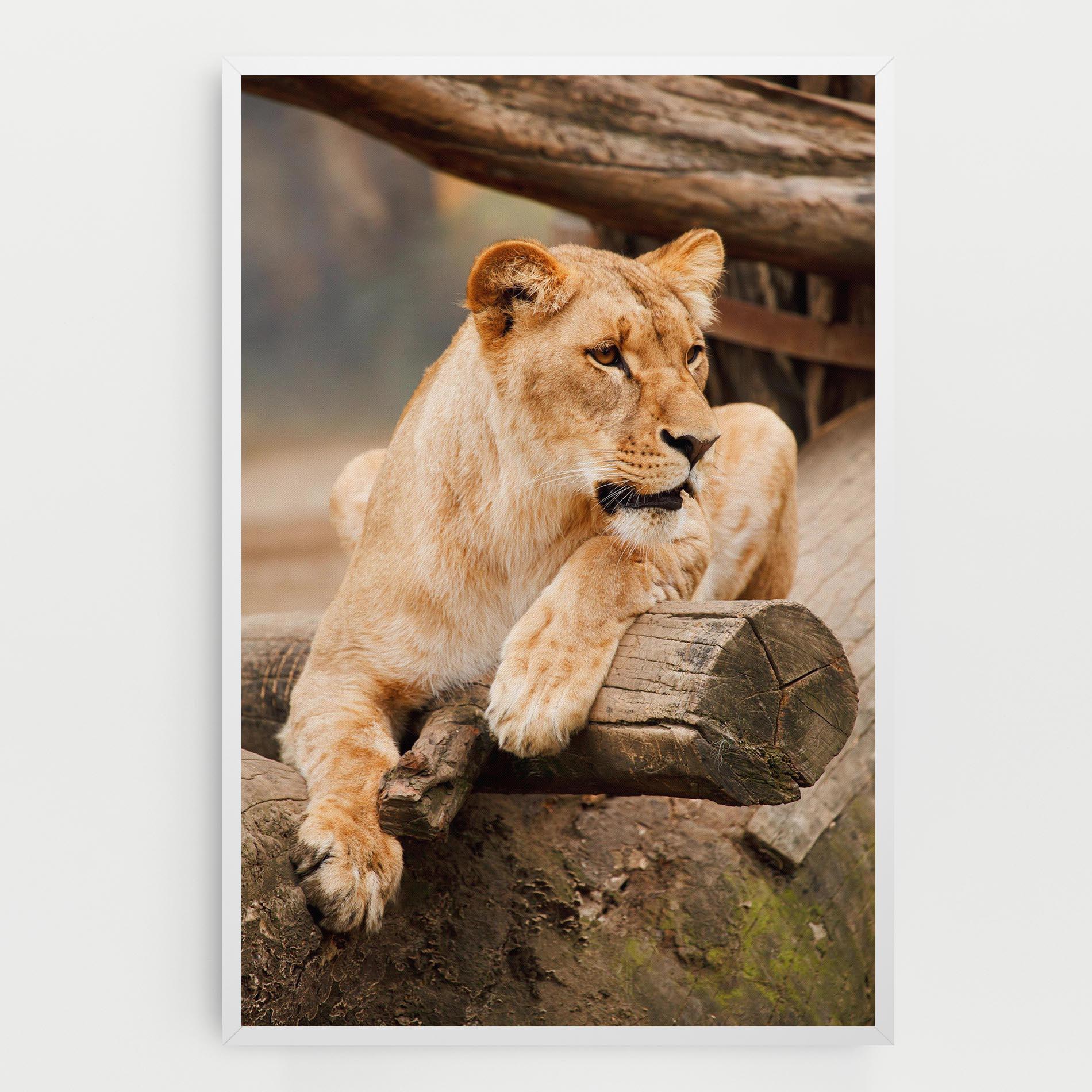 Tablou Canvas Female Lion Sitting mockup 0