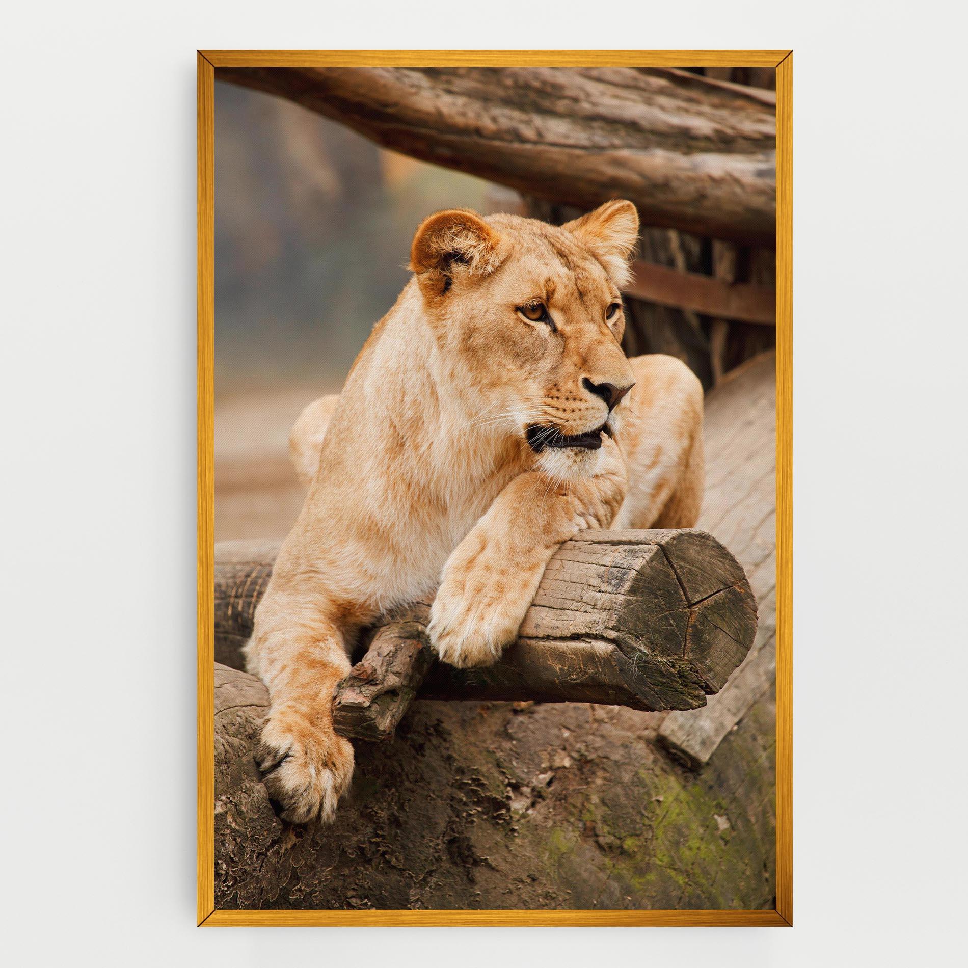 Tablou Canvas Female Lion Sitting mockup 0