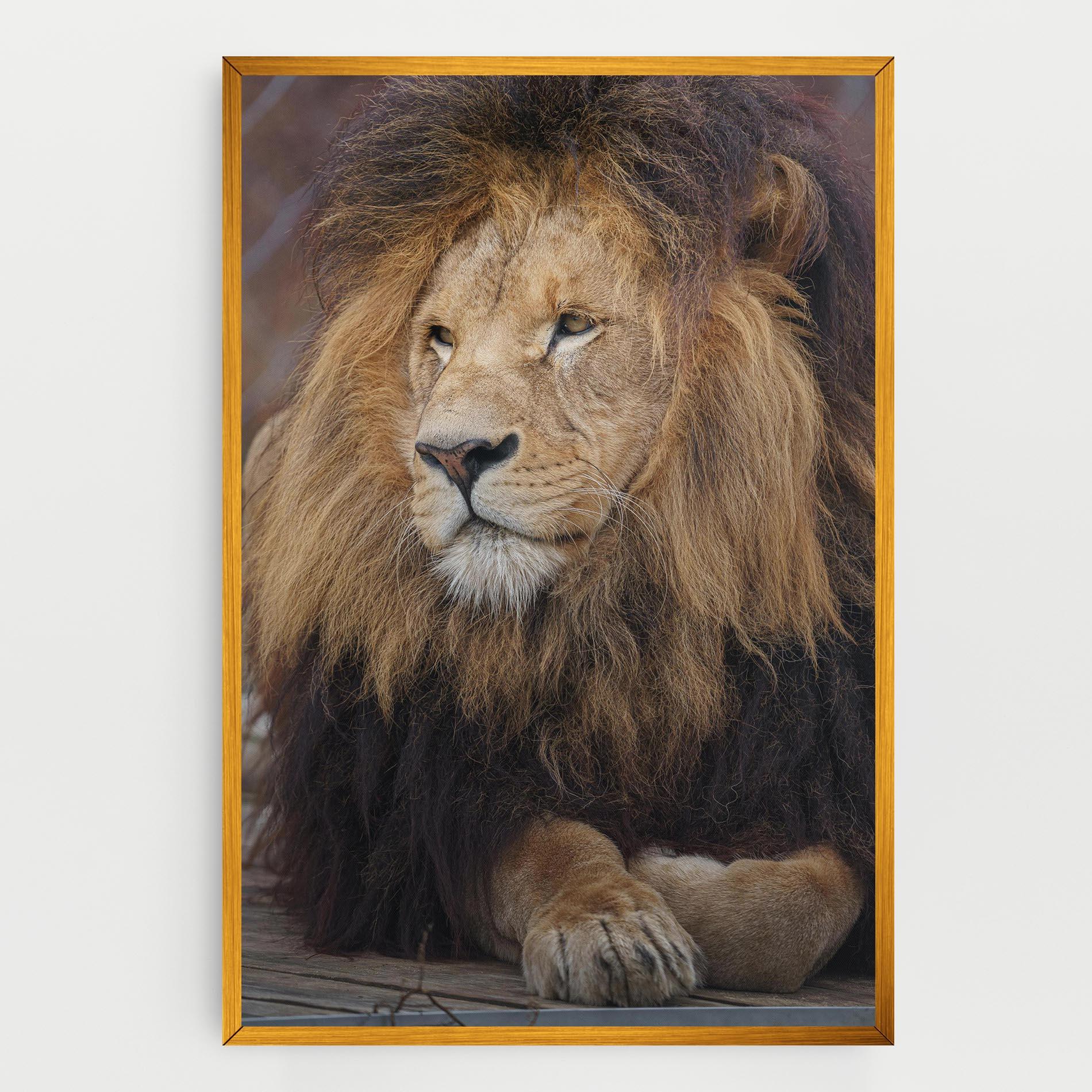 Tablou Canvas Lion Chilling mockup 0