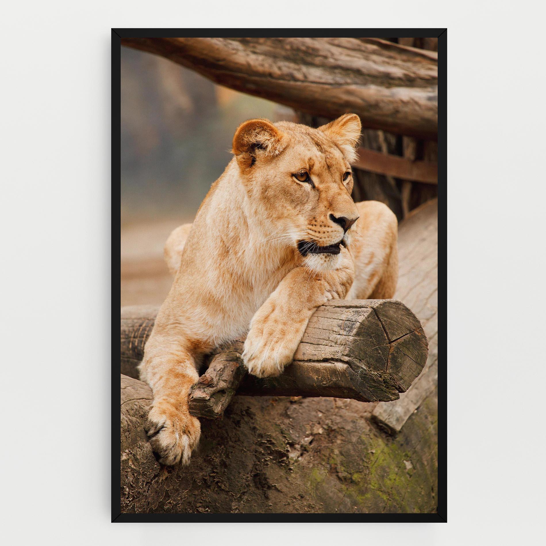 Tablou Canvas Female Lion Sitting mockup 0