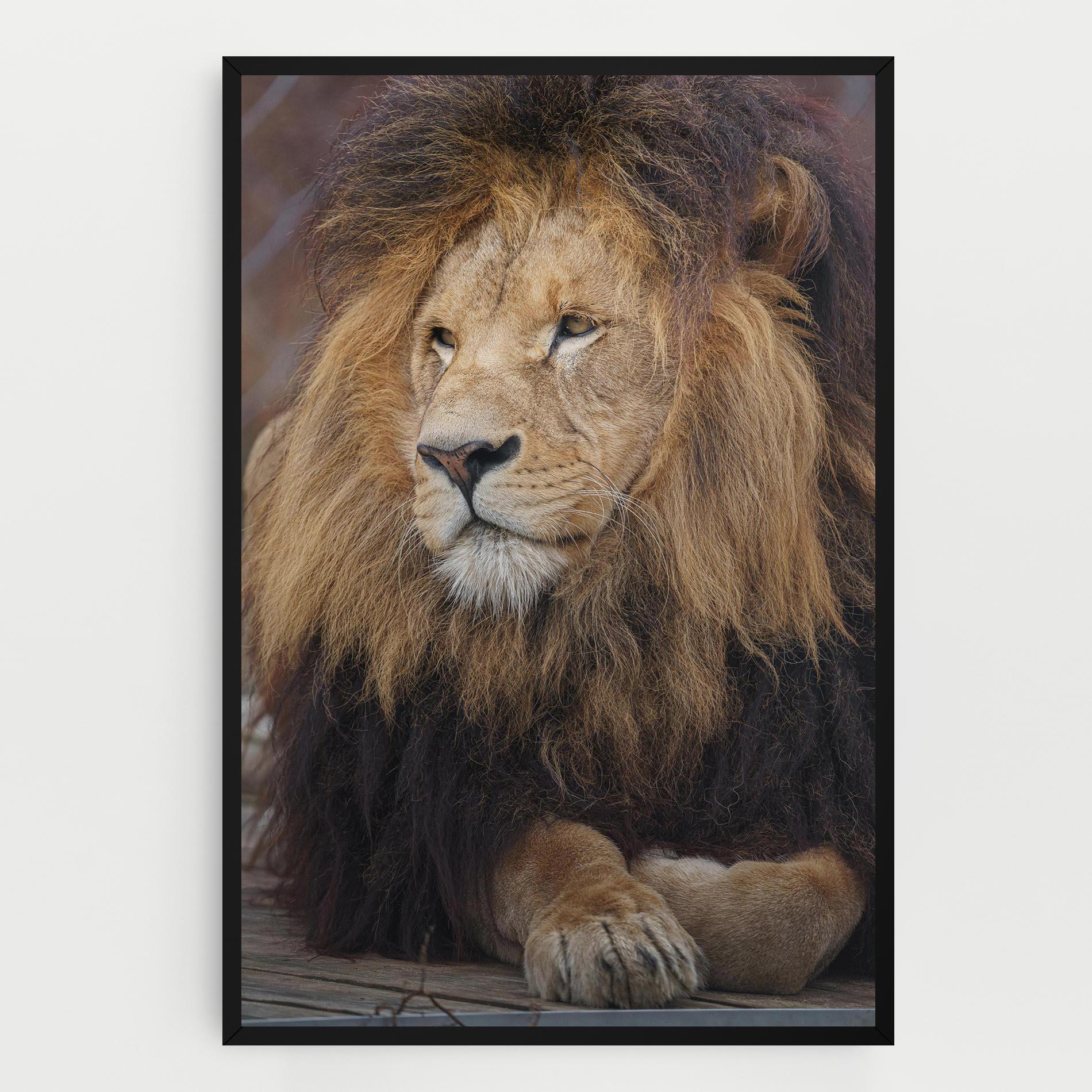Tablou Canvas Lion Chilling mockup 0