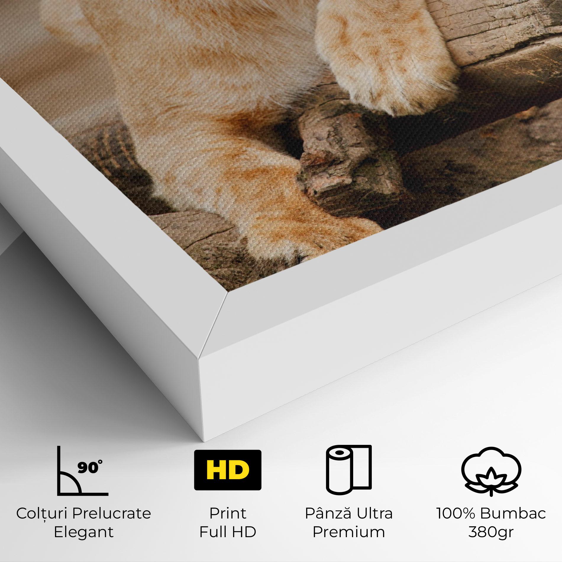 Tablou Canvas Female Lion Sitting mockup 4