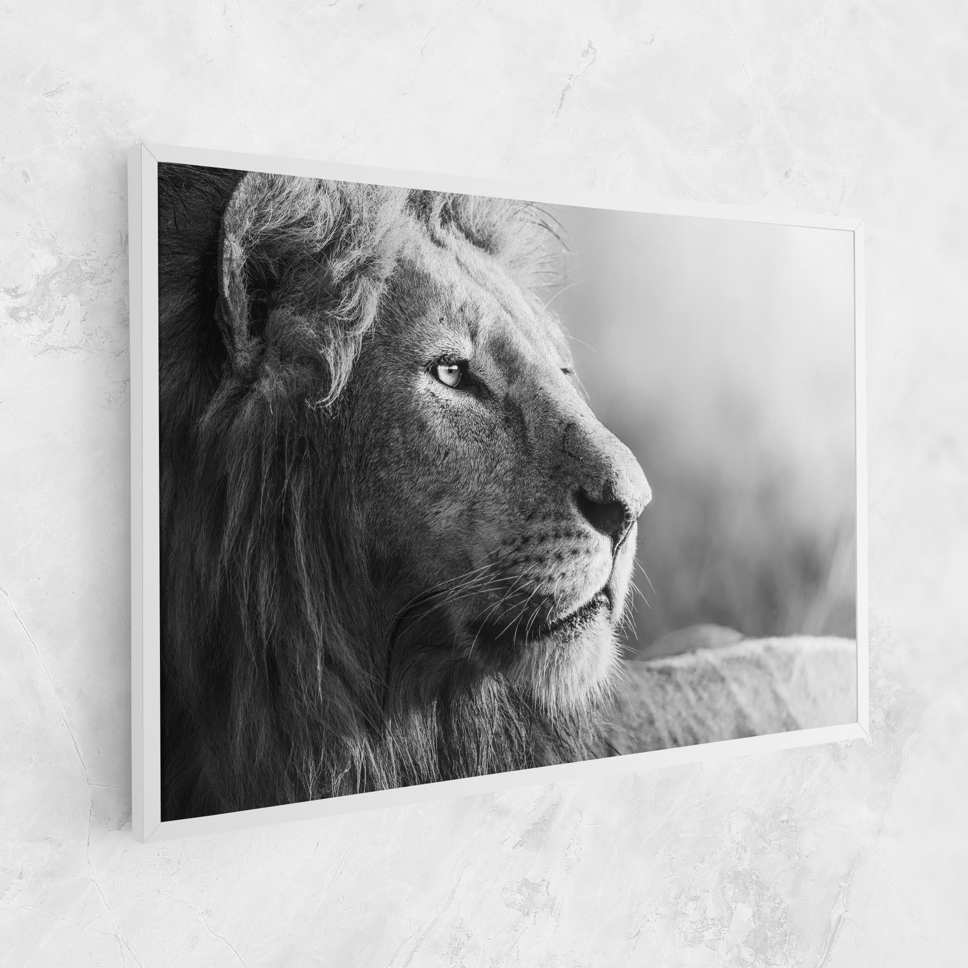 Tablou Canvas Grey Lion Head mockup 1