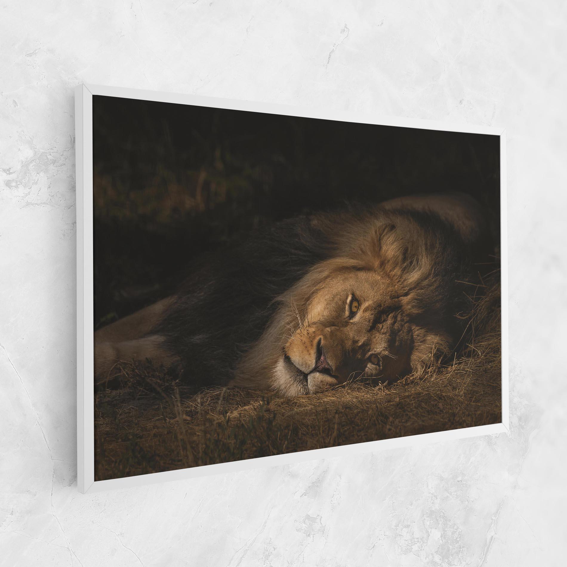 Tablou Canvas Lion Laying Down mockup 1