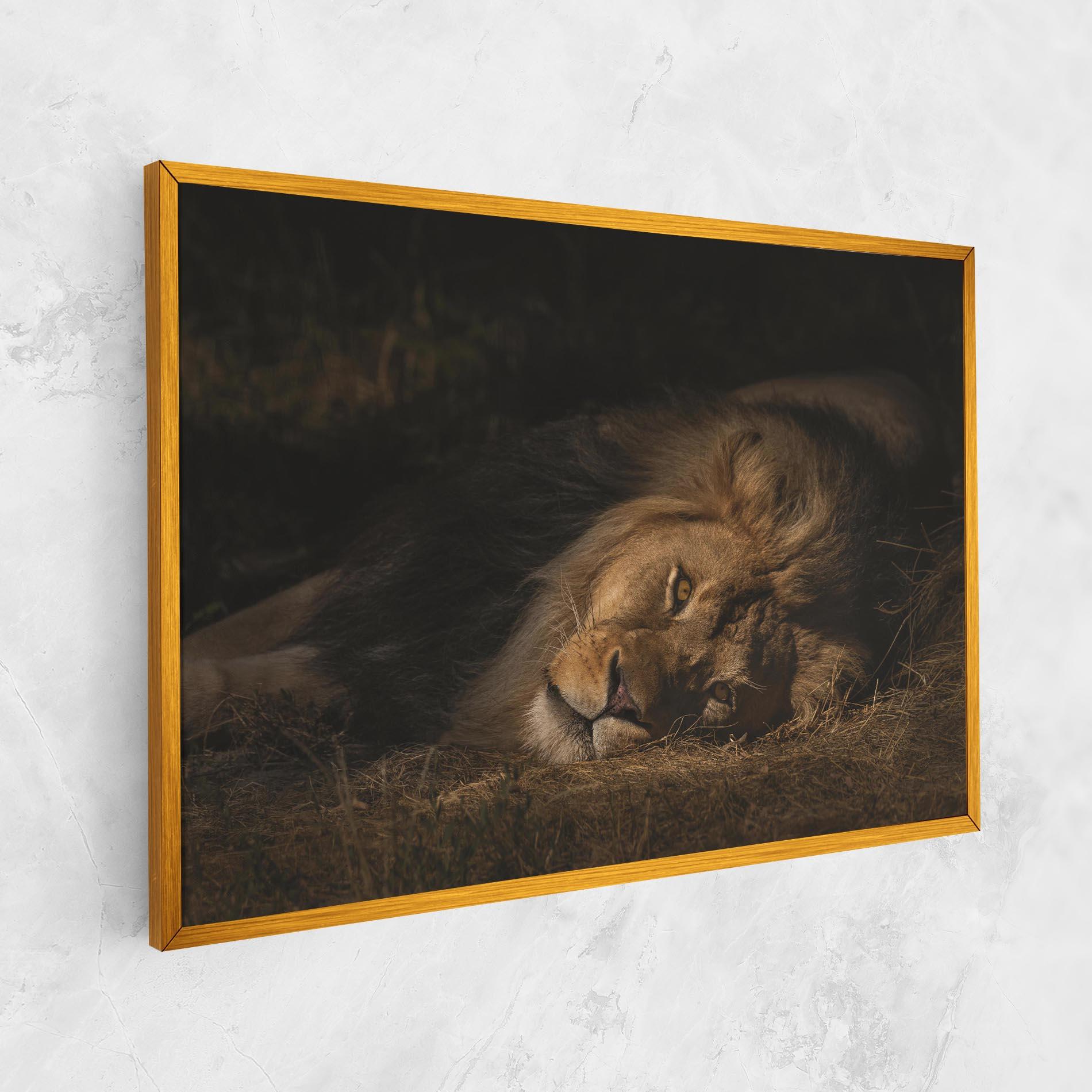 Tablou Canvas Lion Laying Down mockup 1